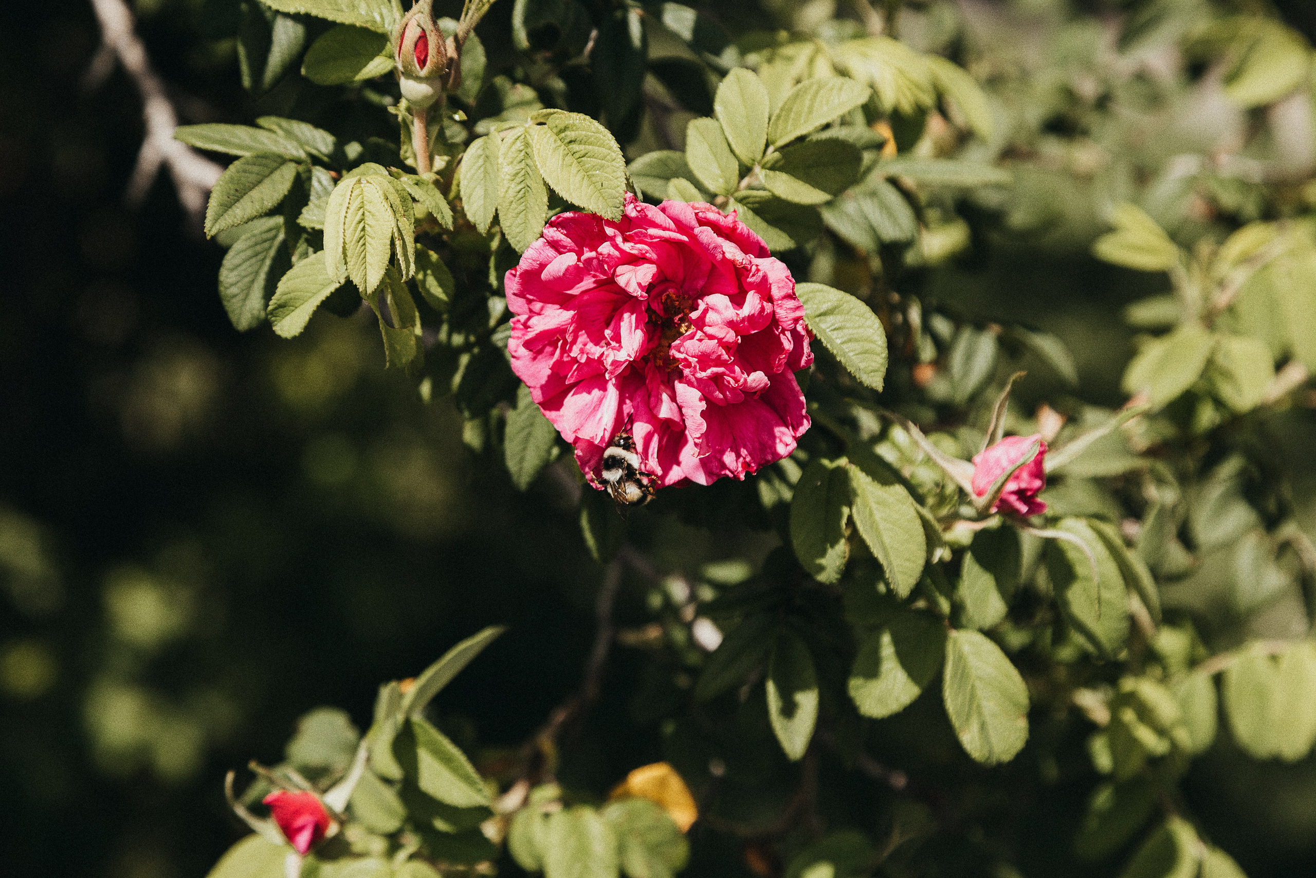 🖤. Екатерина Королева. Фотограф. Хабаровск