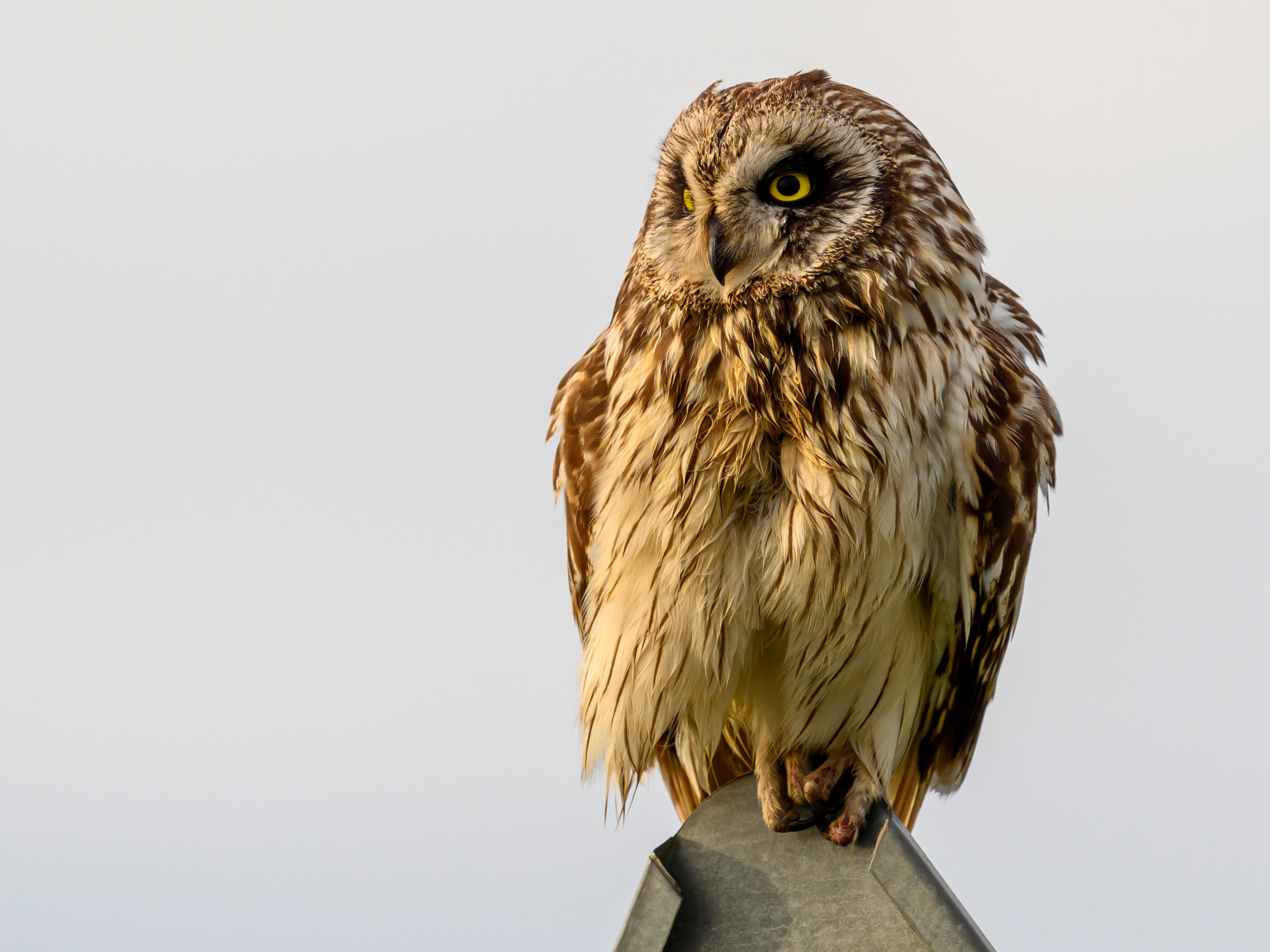 Фотосессия совы. Фотограф Сергей Пупонин