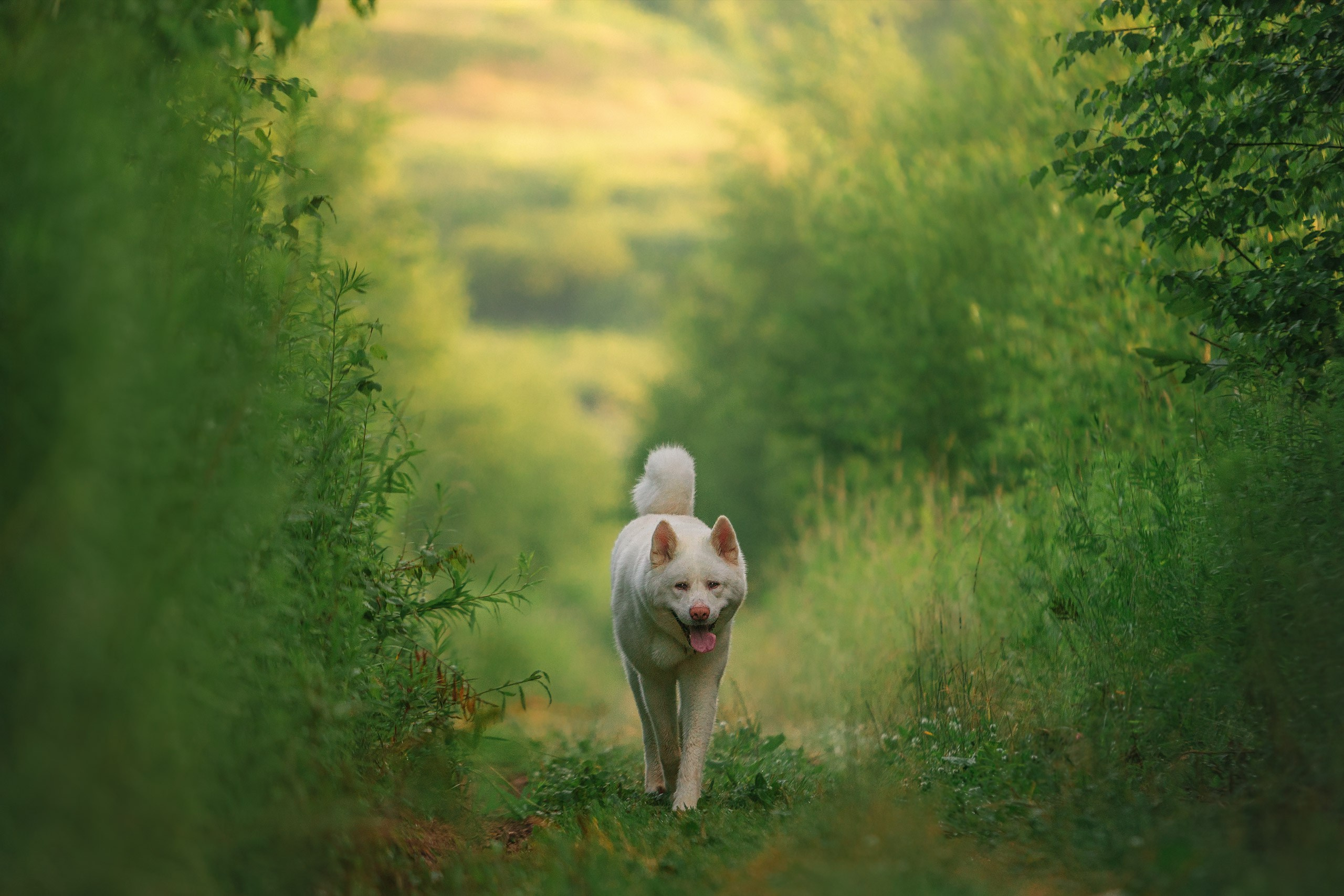 Таня и команда на рассвете. Фотограф анималист Кузнецова Анна Нижний Новгород