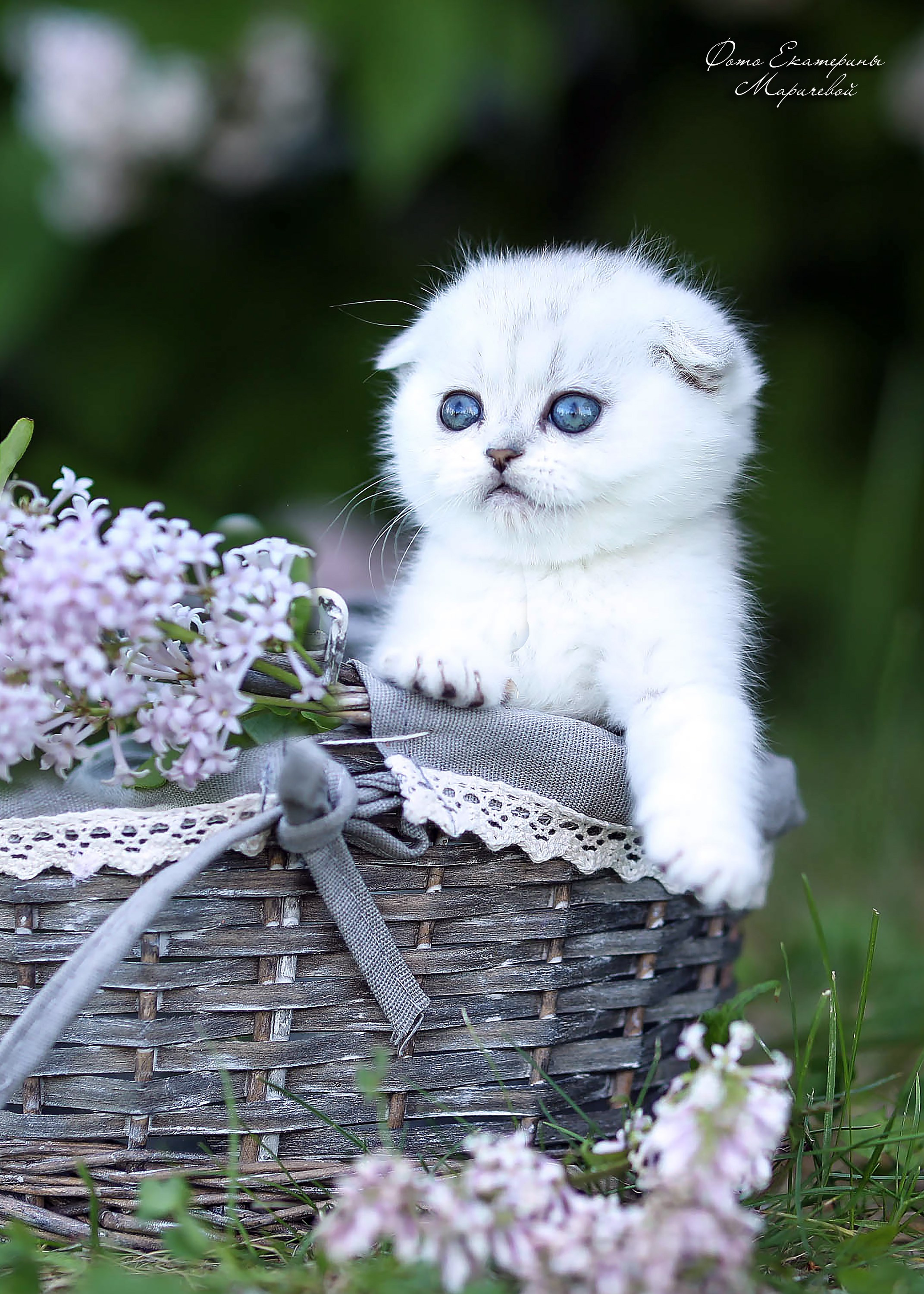 Выездная съёмка с естественным светом. Фотограф-анималист в Омске Екатерина Маричева