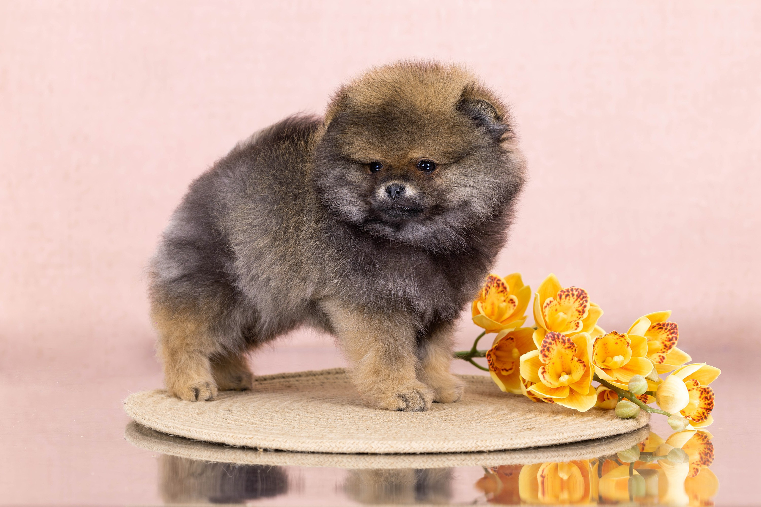 Пастельные фоны. Фотограф-анималист в Омске Екатерина Маричева