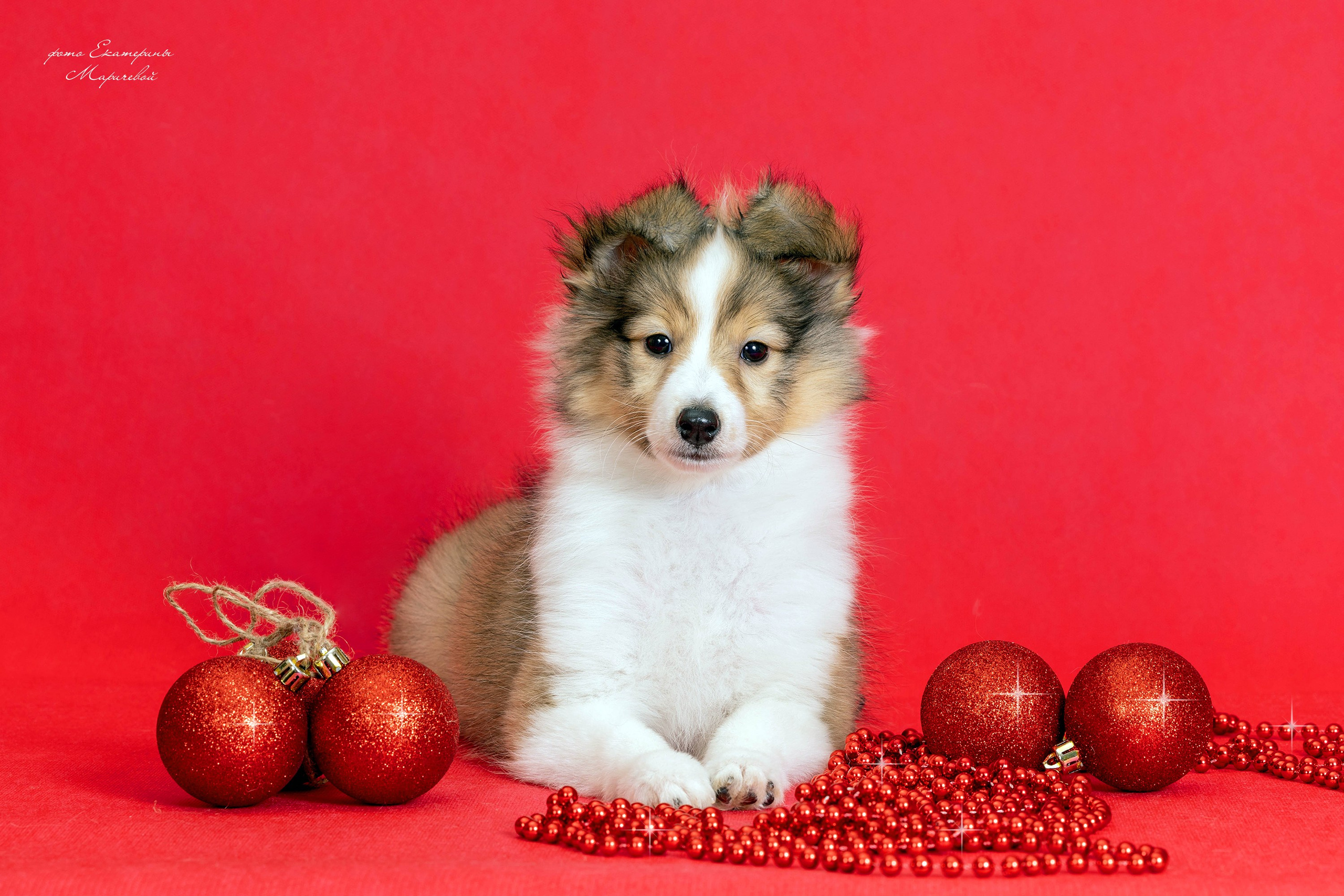 Галерея щенков. Фотограф-анималист в Омске Екатерина Маричева