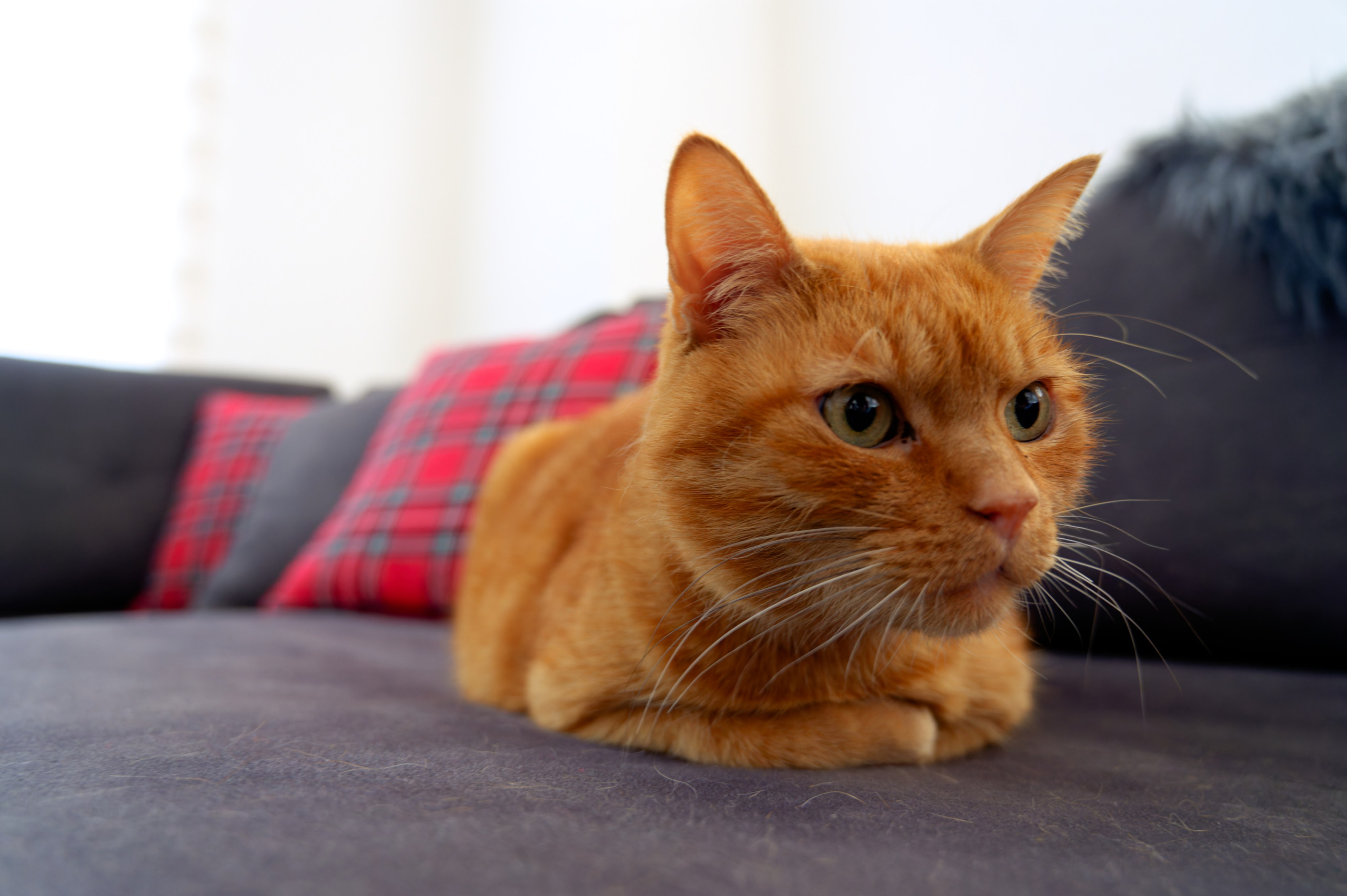 A&A prenegate. Photo & Video production, in Bishkek, Kyrgyzstan