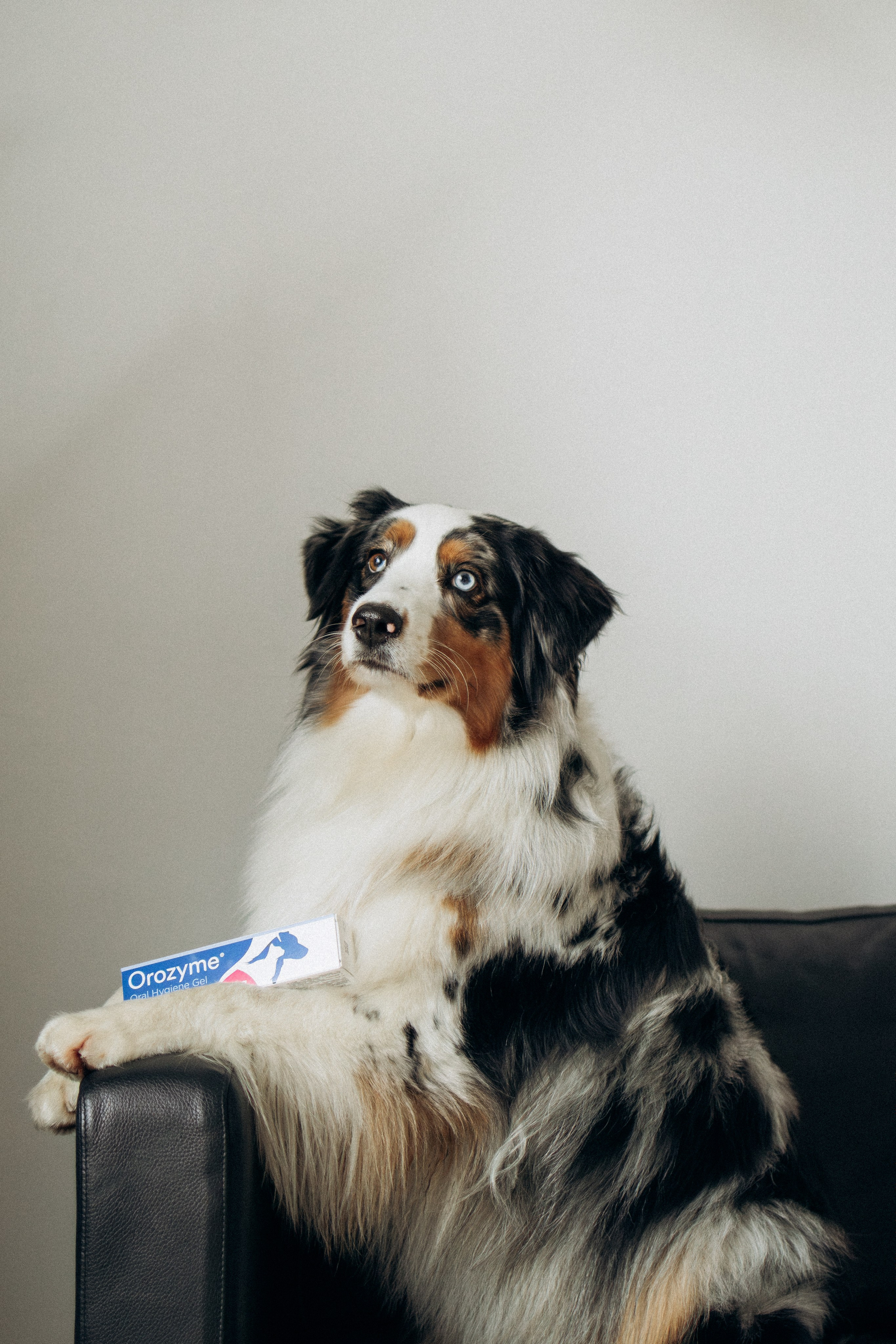 Orozyme&Emmiepet. Фотораф — анималист Мария Шистка