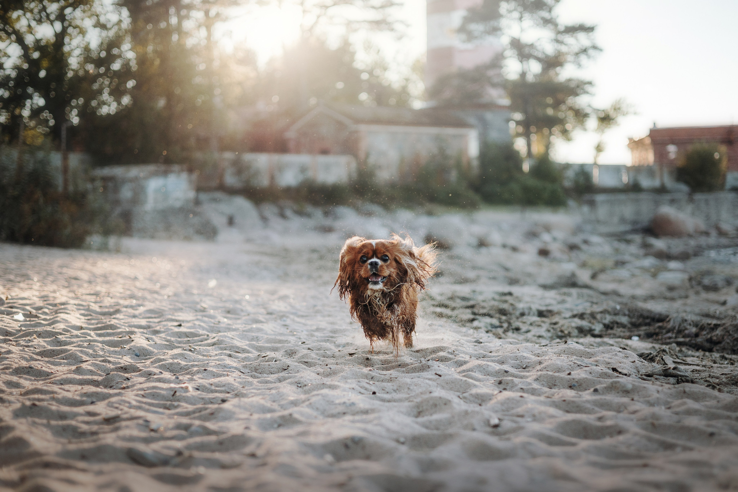 Верон, Гарри и их семья. Фотограф — Анималист | Санкт-Петербург