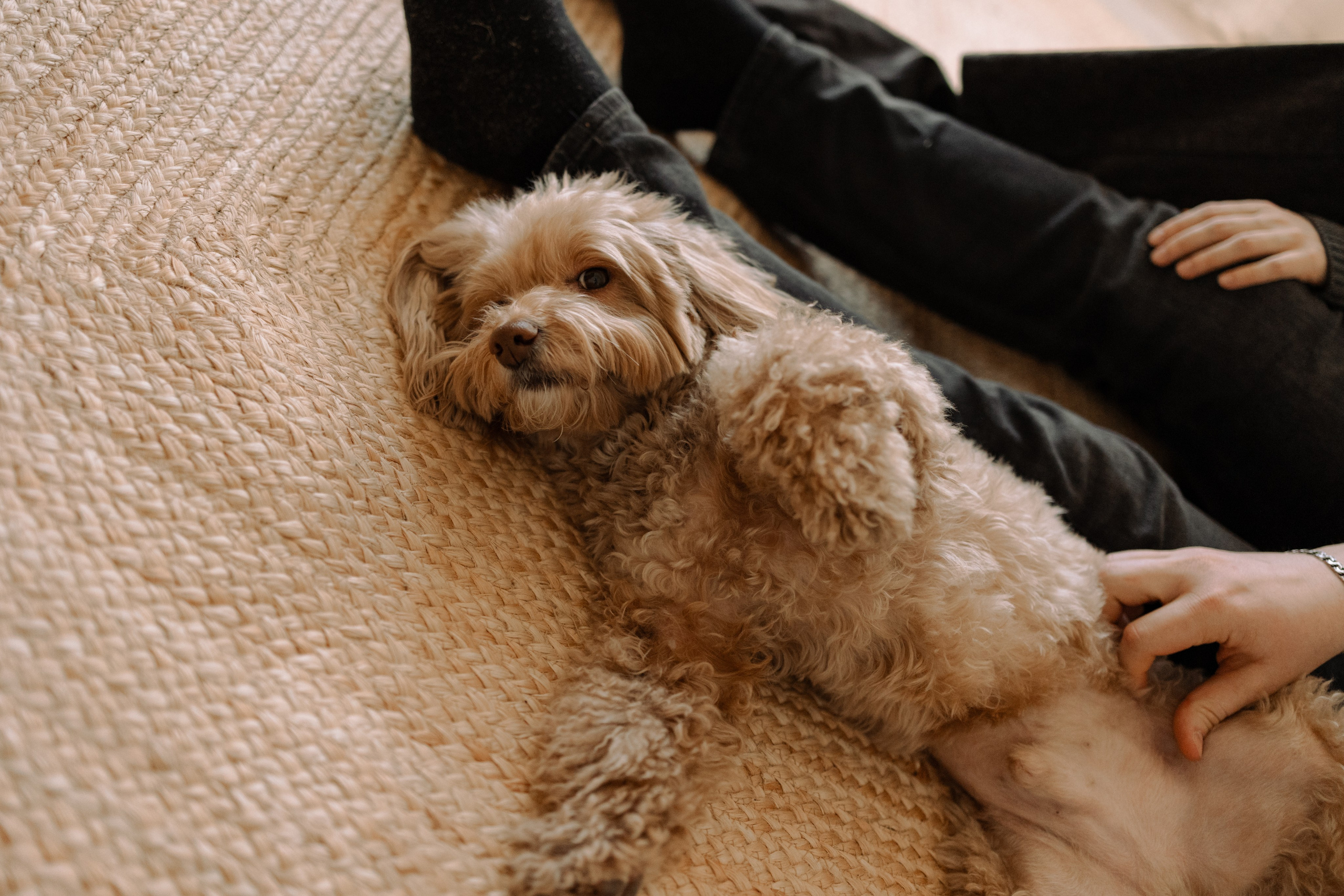 Шкипер и его семья. Фотограф — Анималист | Санкт-Петербург