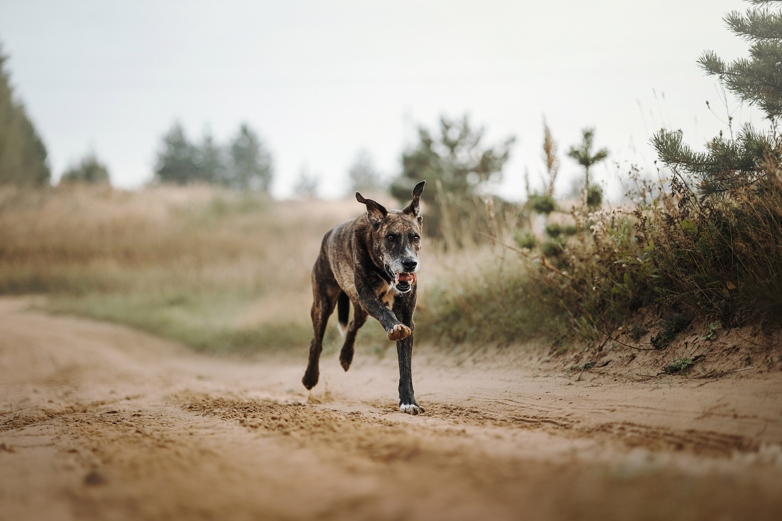 Любовь и ее хвостики. Фотограф — Анималист | Санкт-Петербург