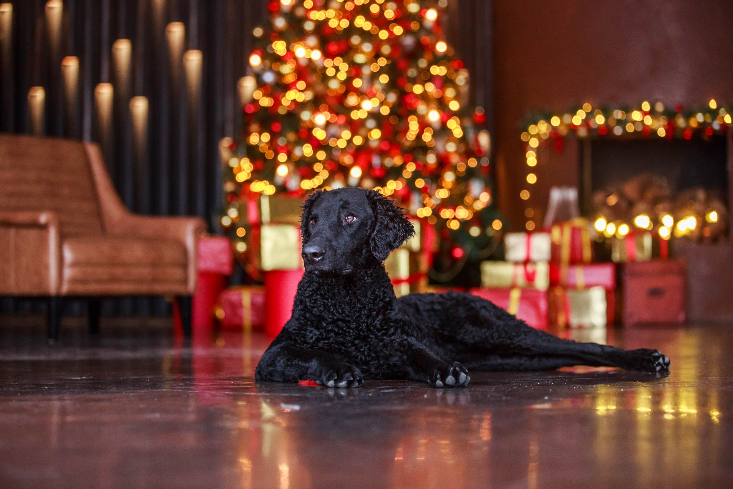 Лабрадор ретривер и курчавошерстный ретривер фотосессия на Новый год в фотостудии. Семейный и детский фотограф в Москве Мария Быкова
