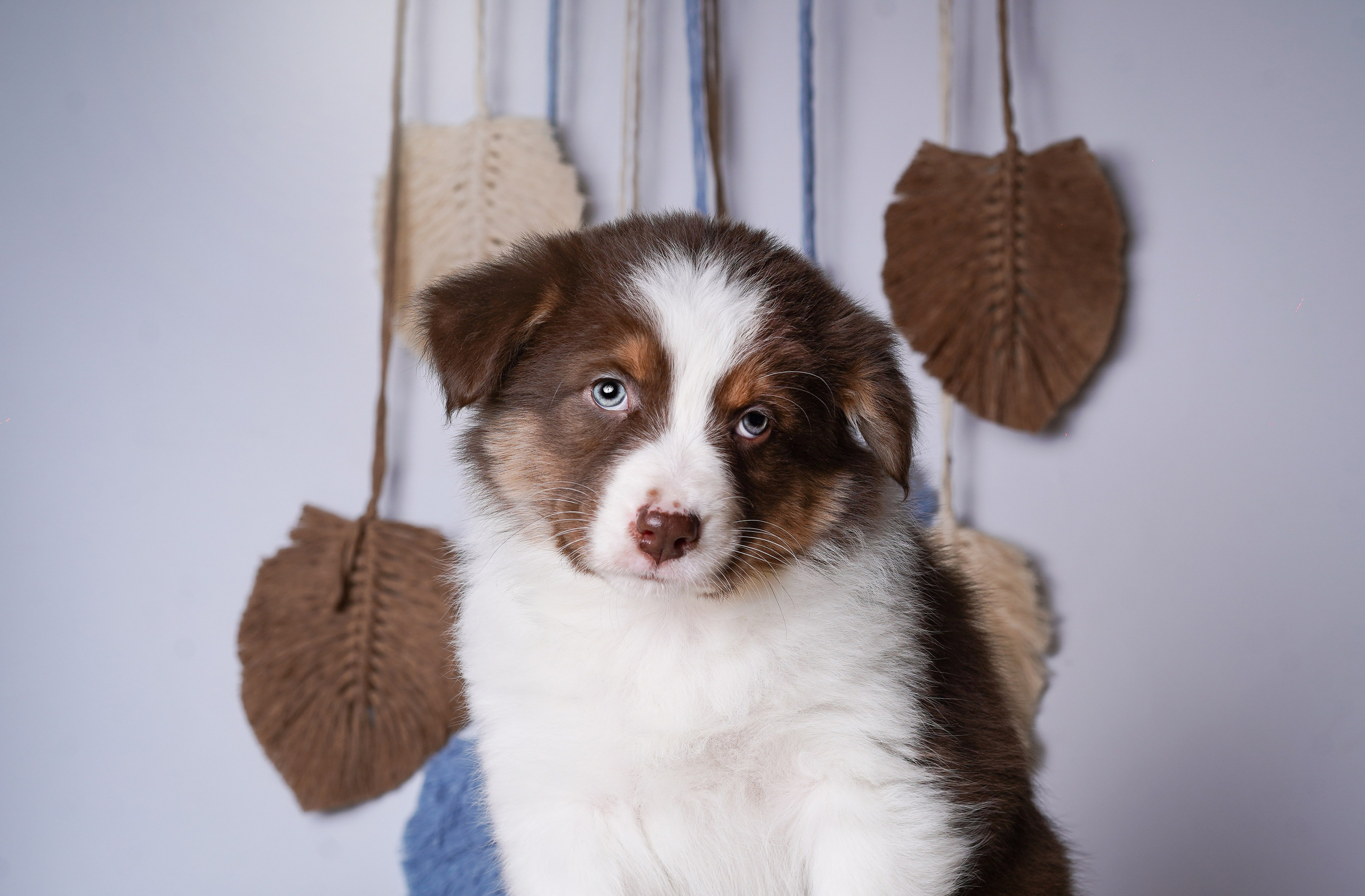 Щенки аусси. Фотограф-анималист в Санкт-Петербурге Яна Мартынова