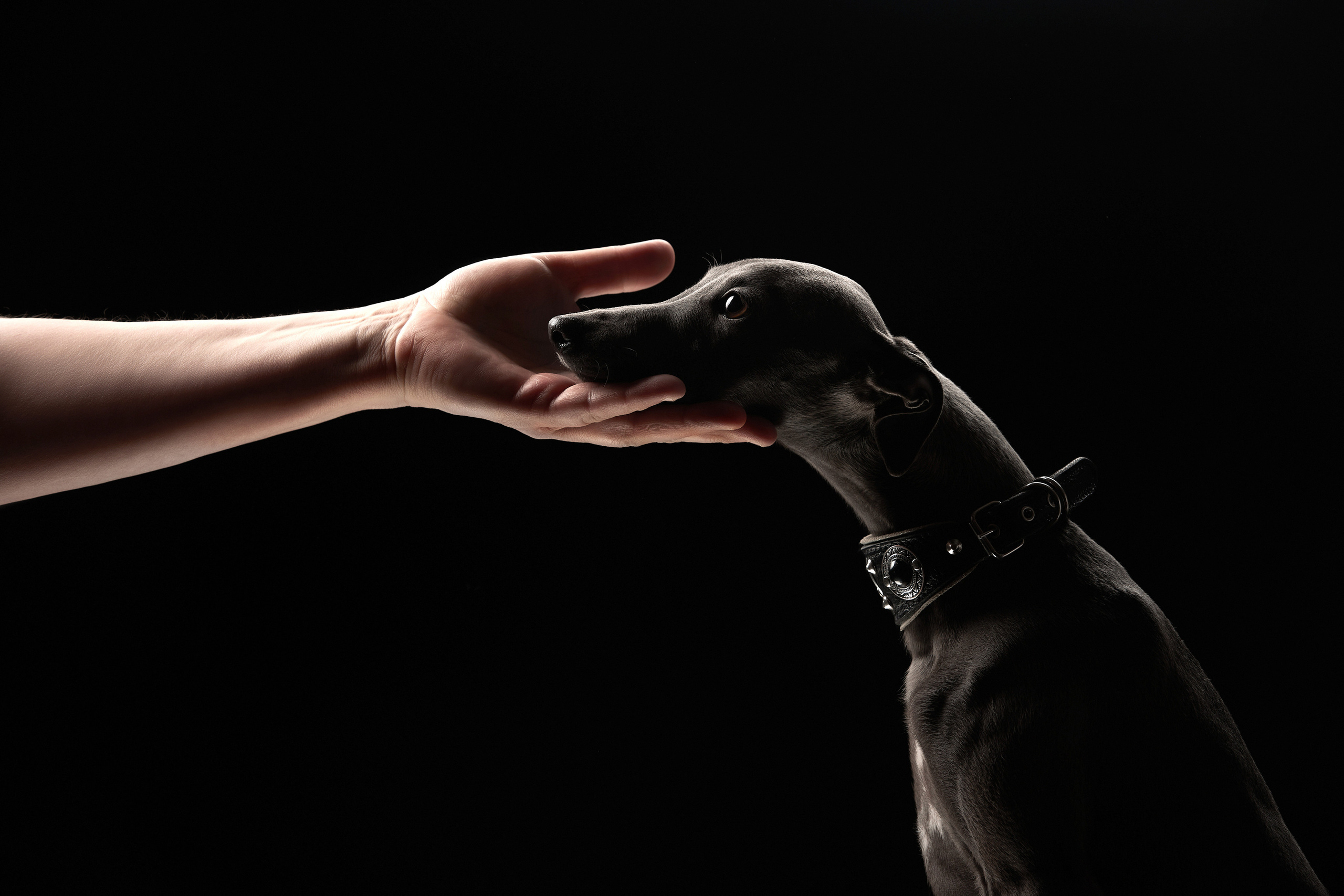 ФОТОГРАФ-АНИМАЛИСТ l LANA POLYAKOVA