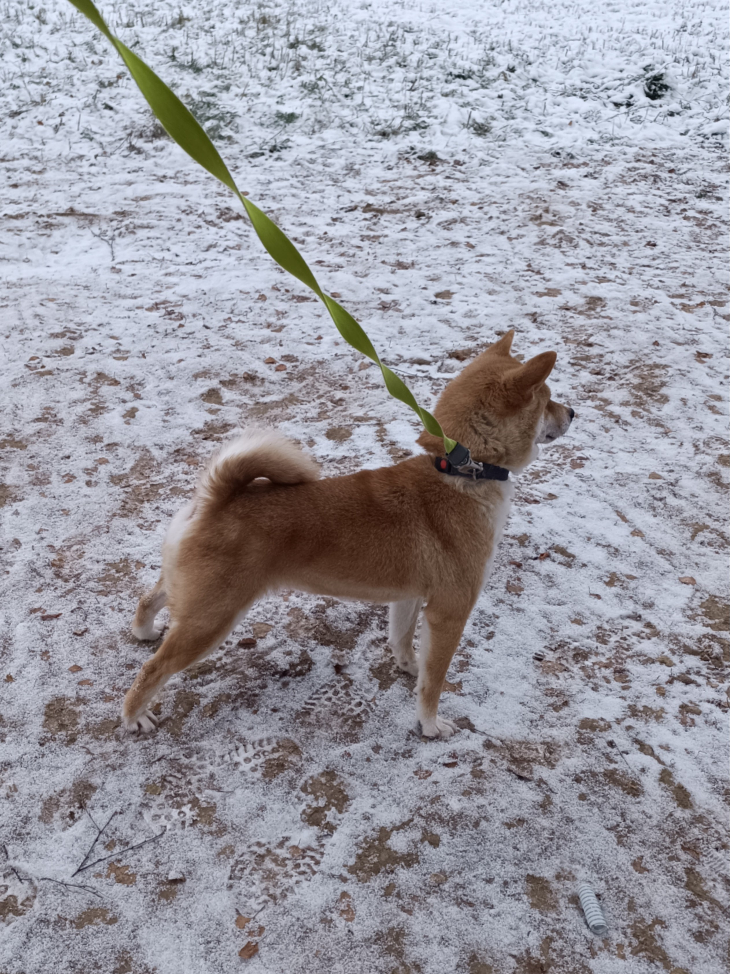 Питомник Рубилайт Сиба Эми* Exceligmos Zaffiro Verde 