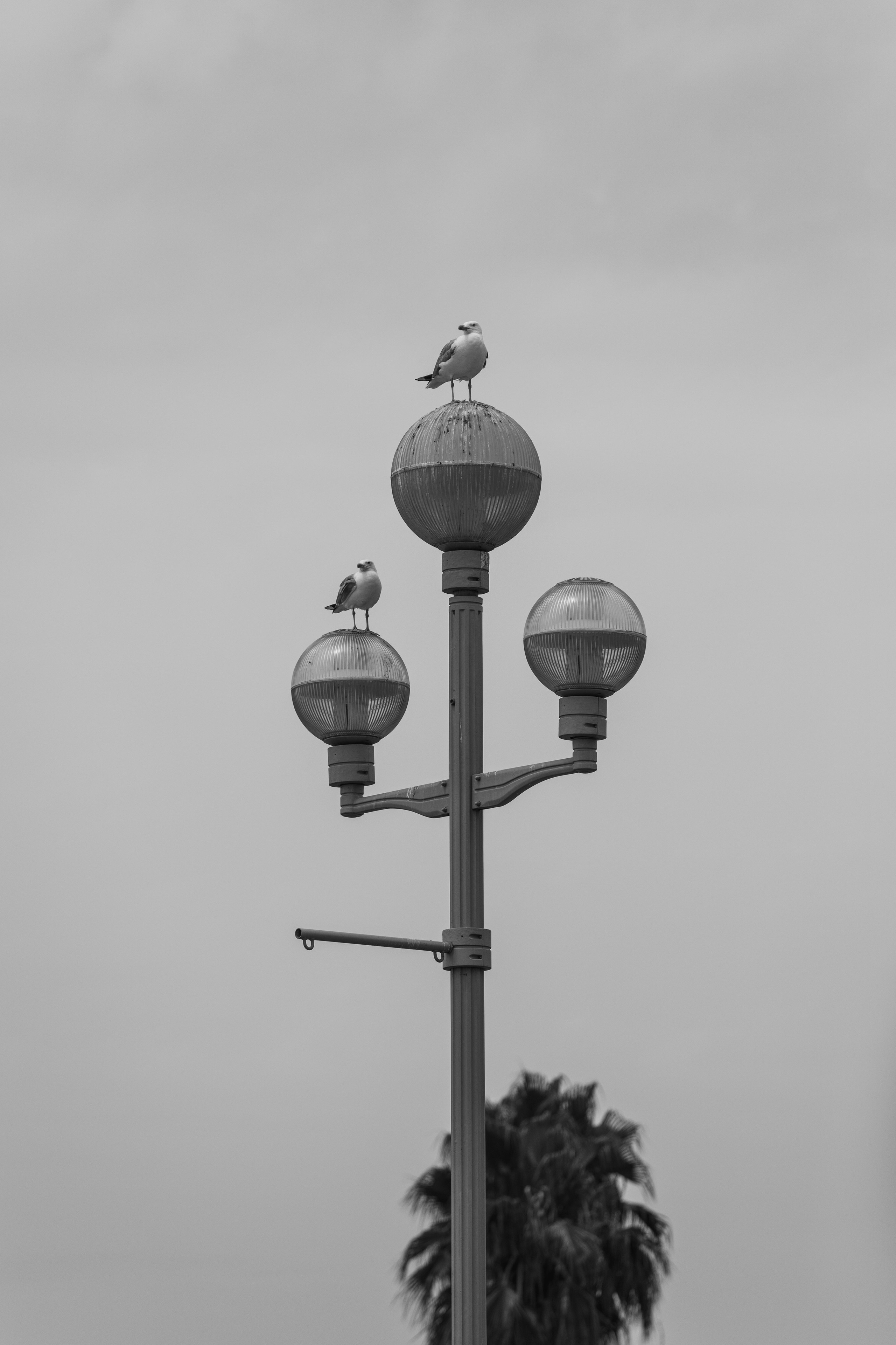 France, Paris. Воройская Анна