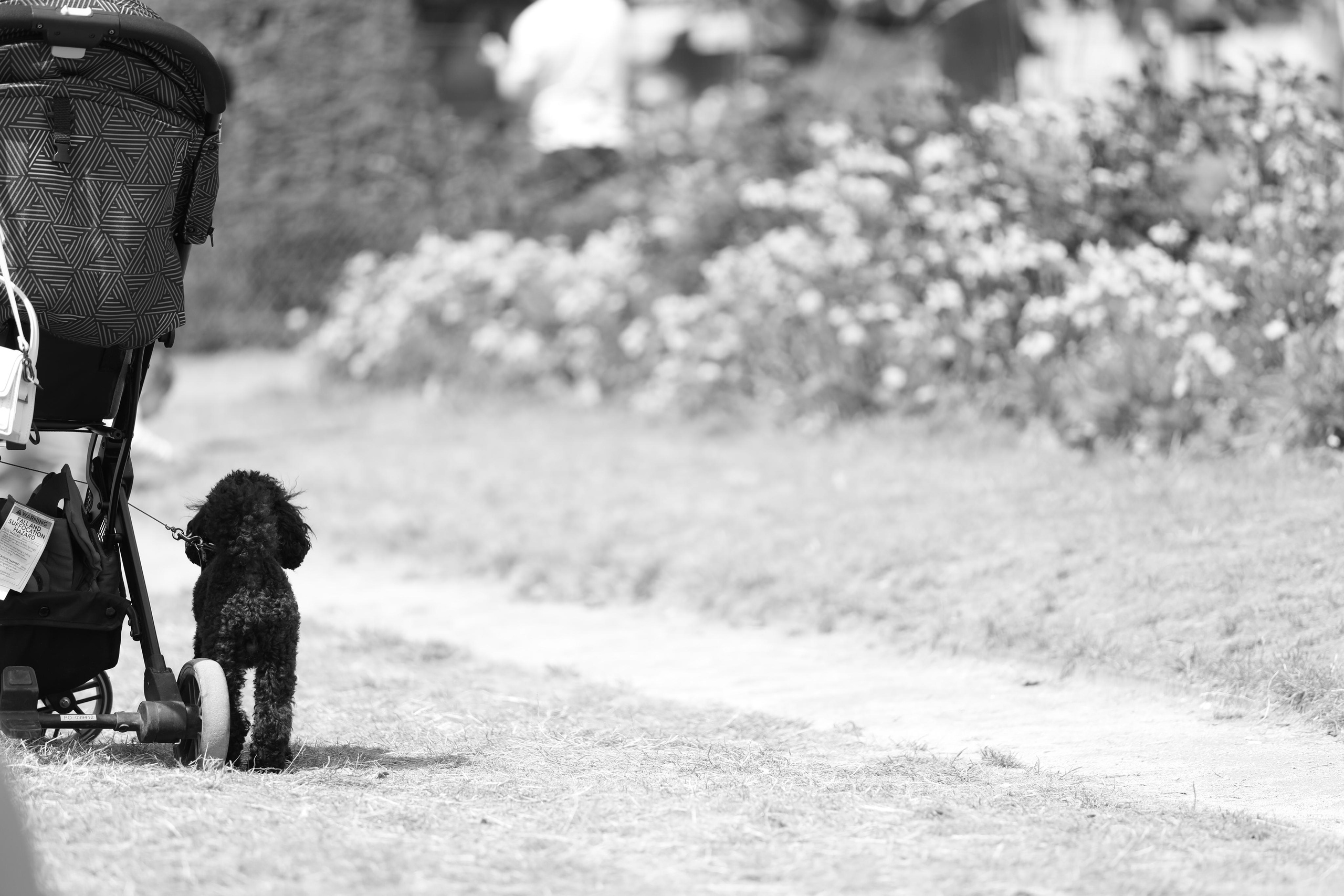 France, Paris. Воройская Анна