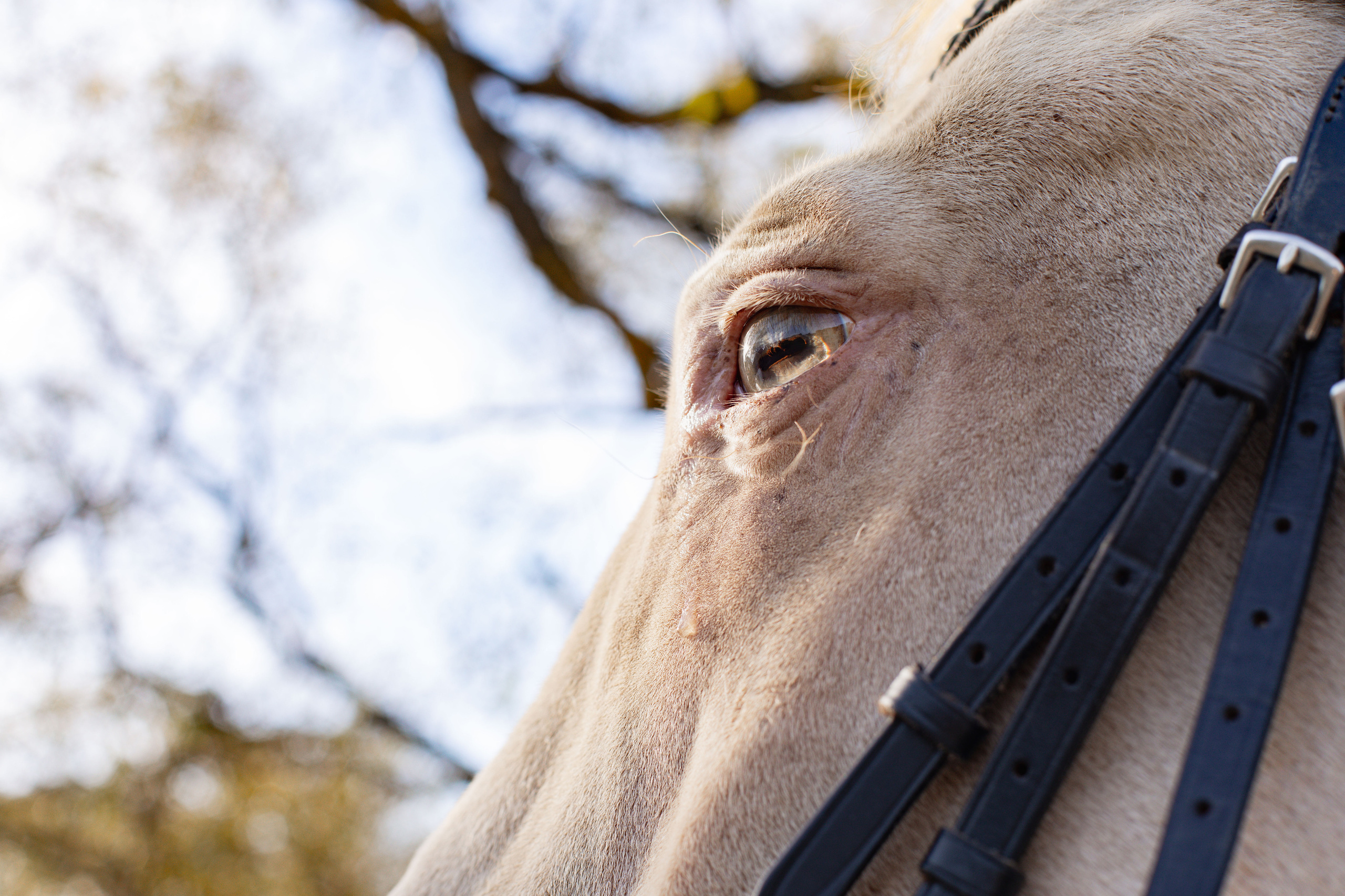 Alice in Avanpost. Воройская Анна