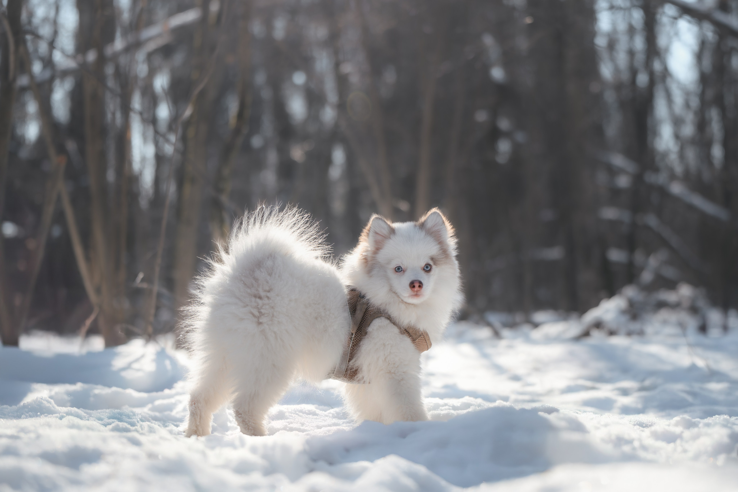 4 щенка помски. Прогулка в лесу. Фотограф Анималист в Москве Анастасия Жучкова