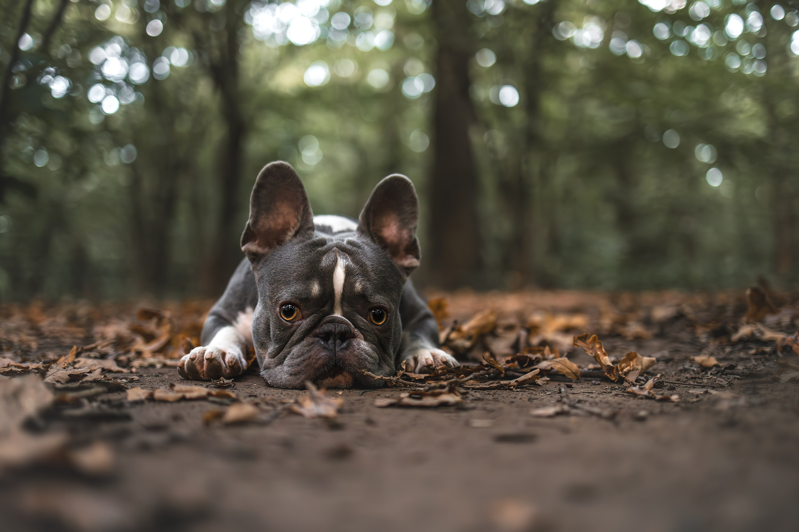 Французский Бульдог в Воронцовском парке (в обработке). Фотограф Анималист в Москве Анастасия Жучкова