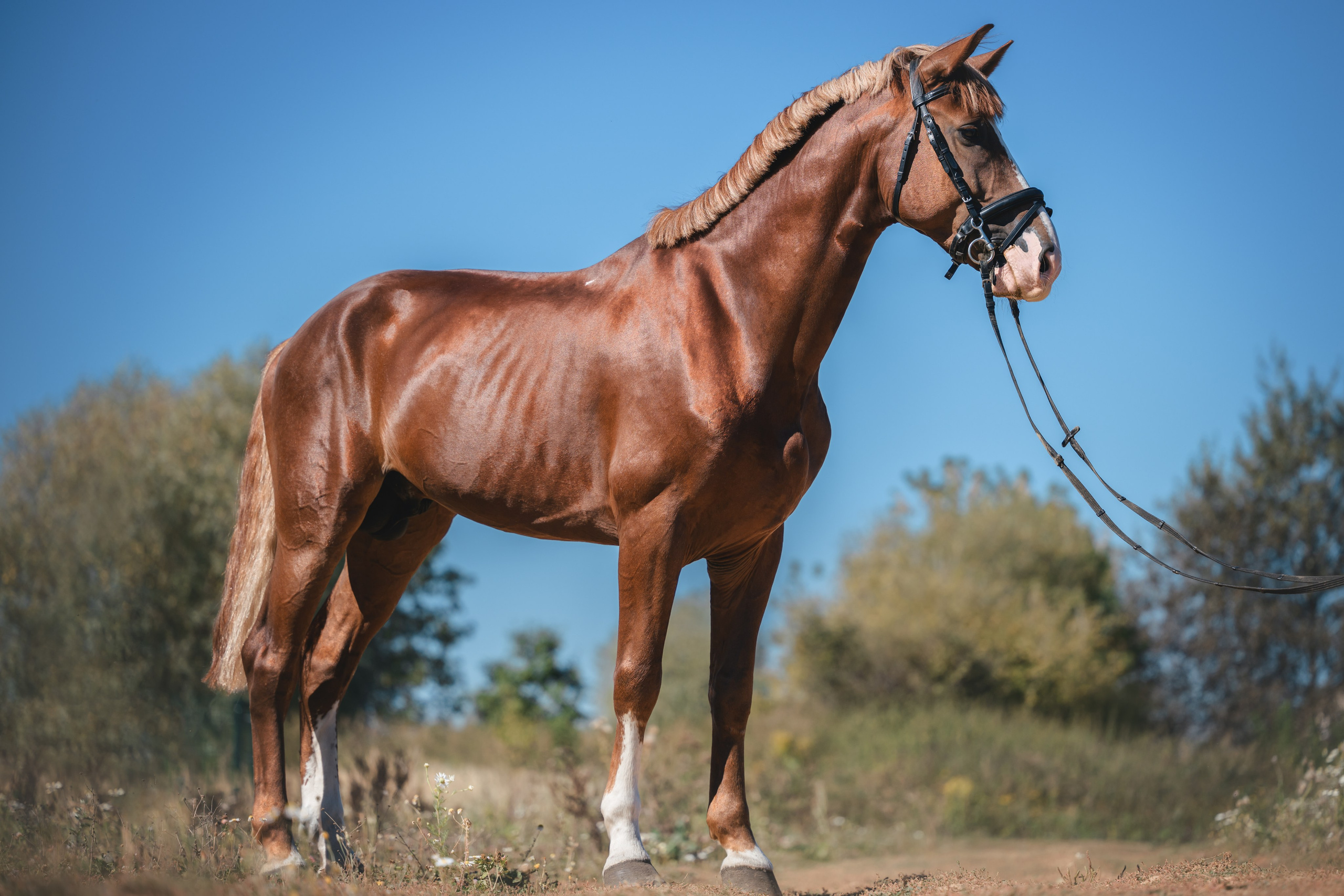 Виктория и Лео. Фотограф Анималист в Москве Анастасия Жучкова
