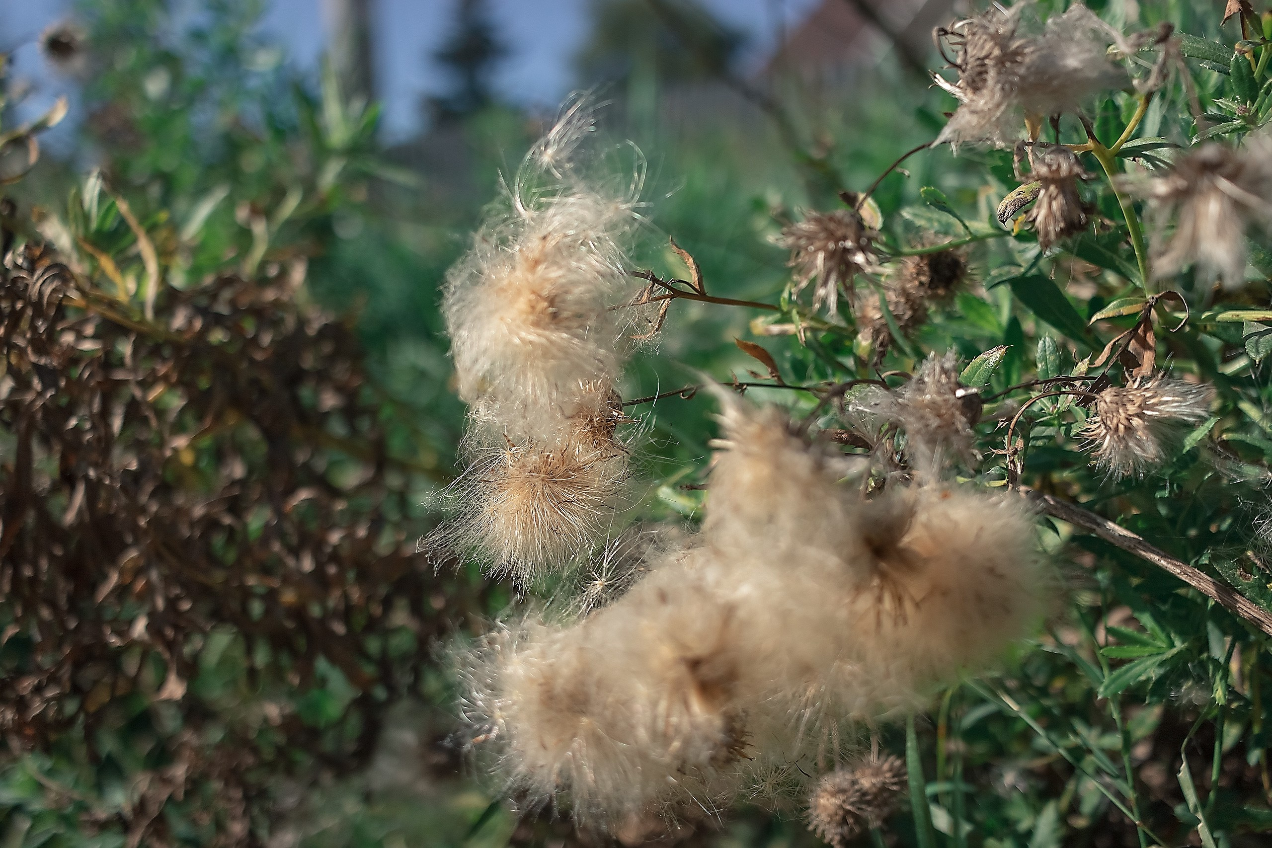 Наш Дом — Земля. Аmat Victoria Сuram