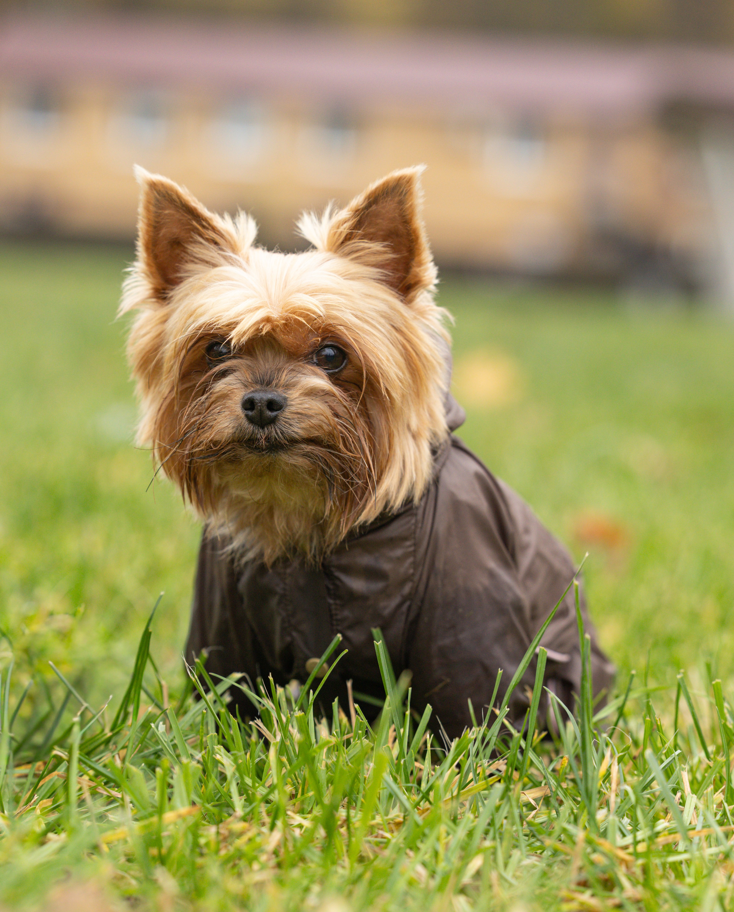 Джессика и Афродита. Виктория Михайловская. Фотограф-анималист. Москва