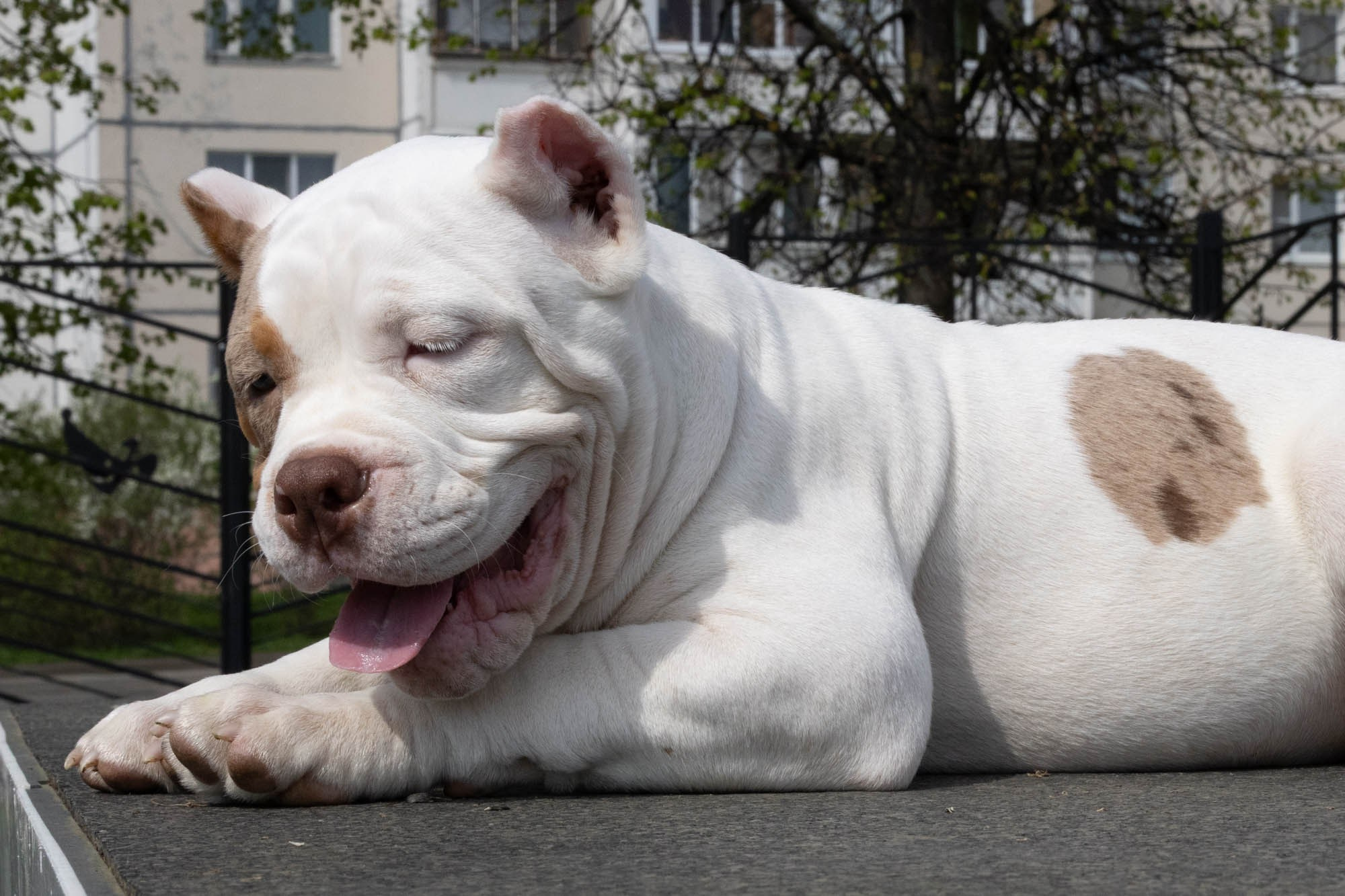 Щенки. Виктория Михайловская. Фотограф-анималист. Москва