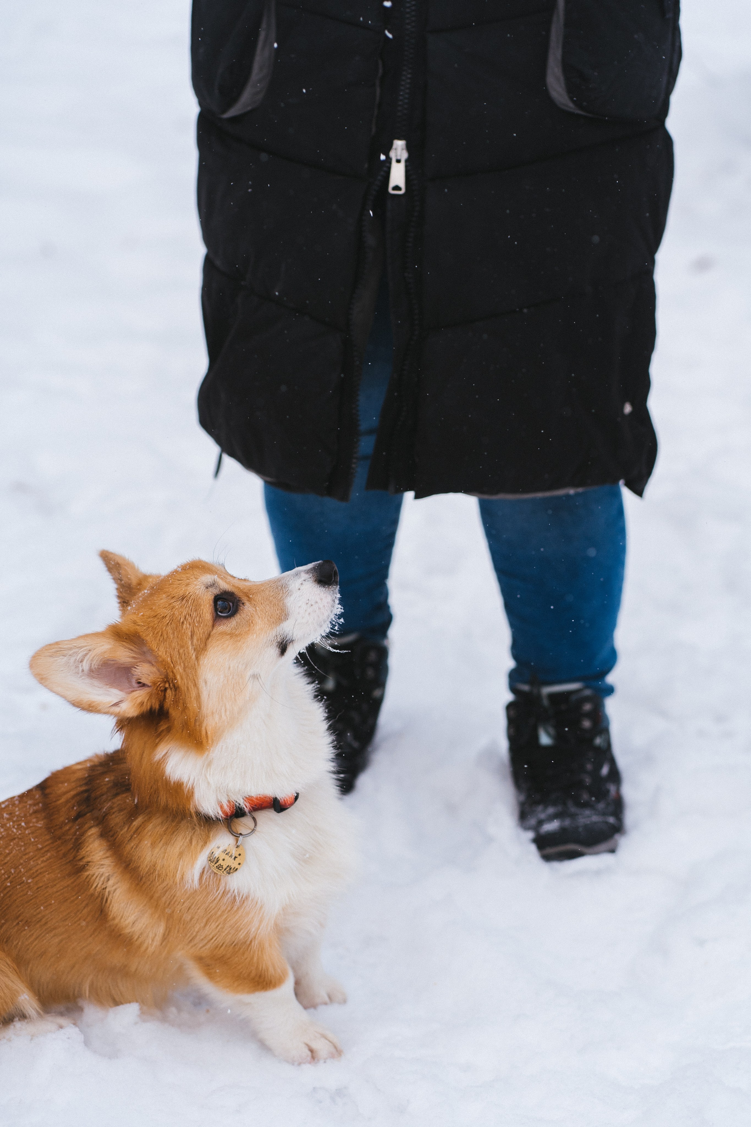Агата и Лайк. Свадебный фотограф в Москве Анна Полушина
