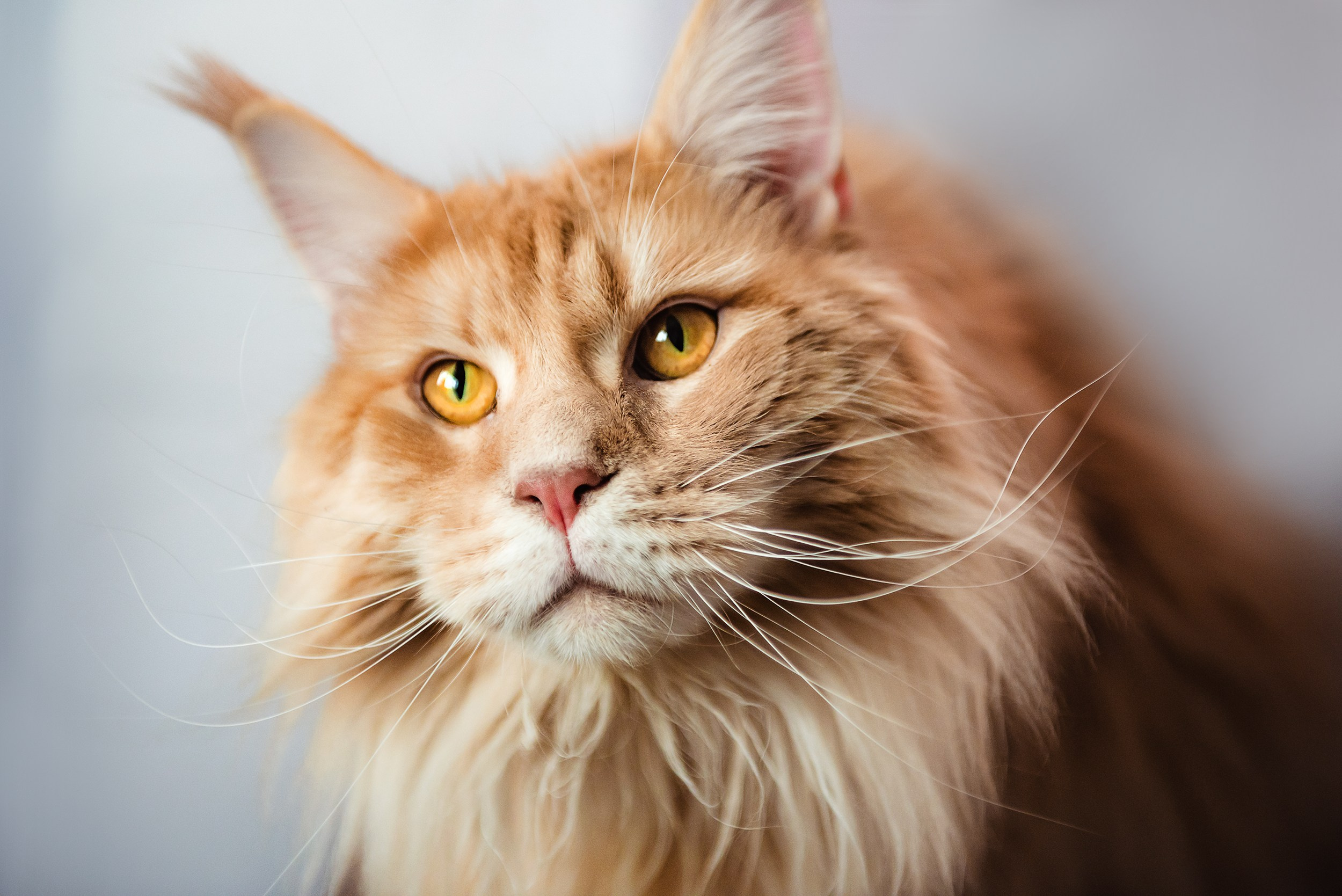Алена, Виктор, Оливка и Ластик. Семейный Фотограф в Москве Ирина Хохлова