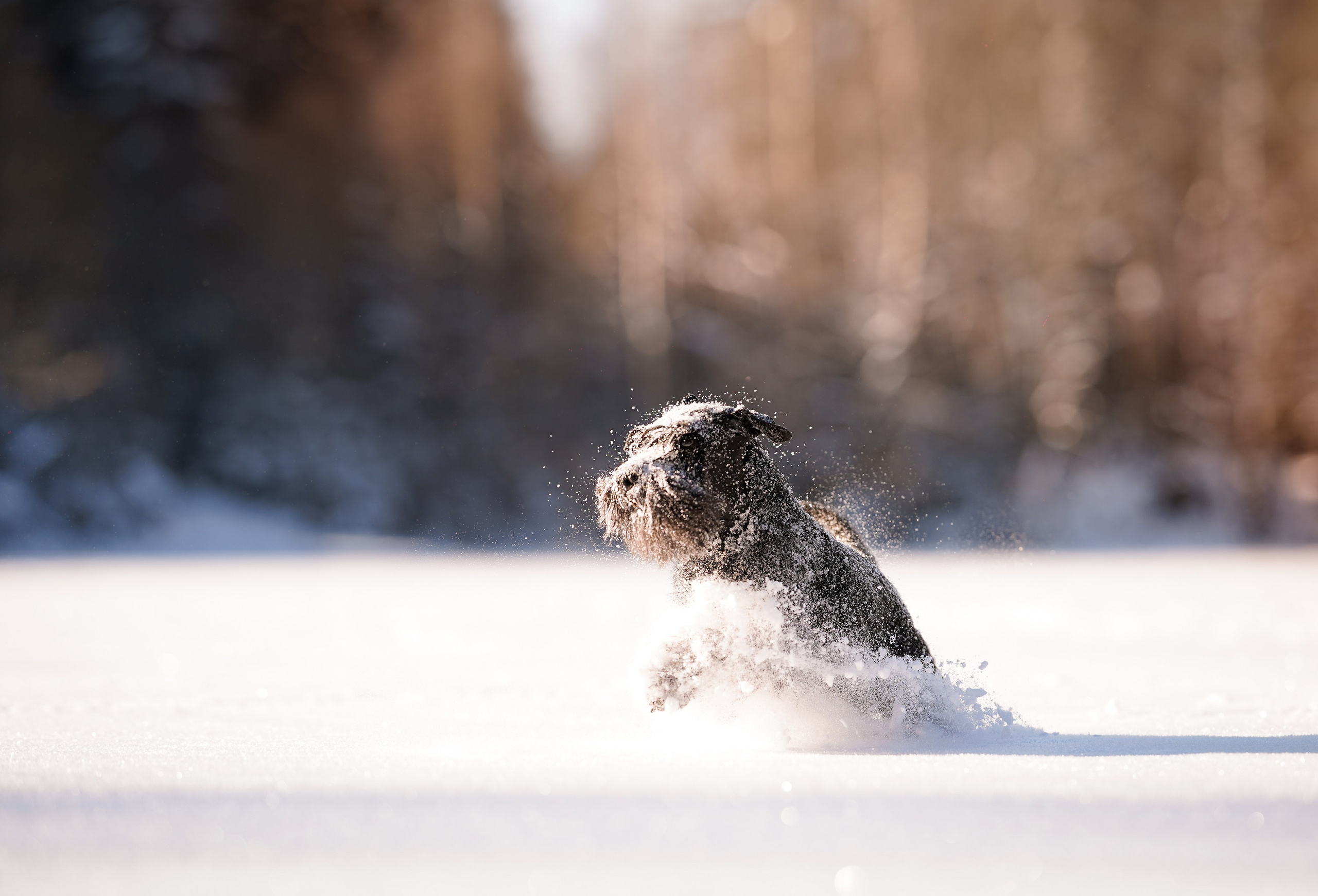 Настя Энзо и Мия. Фотограф-анималист в Санкт-Петербурге Яна Мартынова