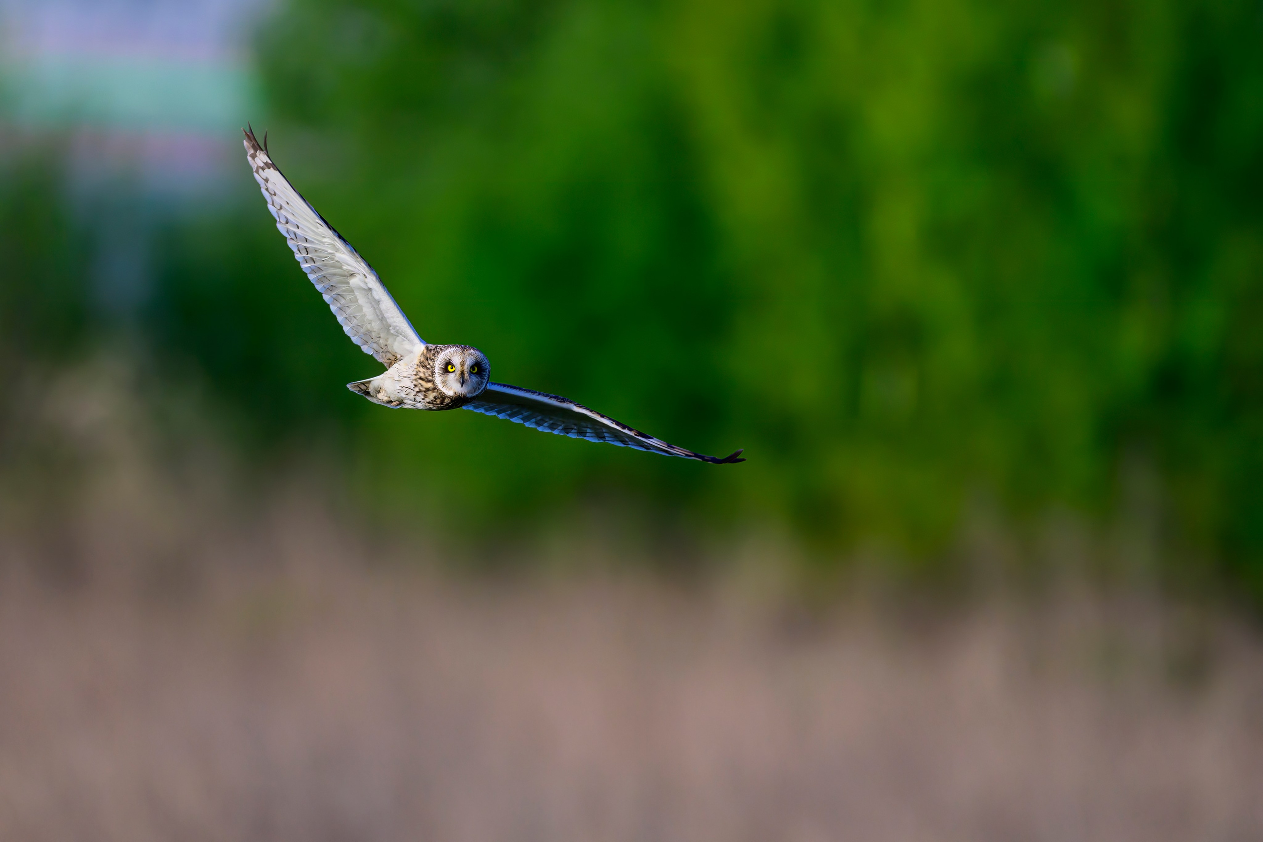 Совы и сороки. Wildlife photography by Sergey Puponin