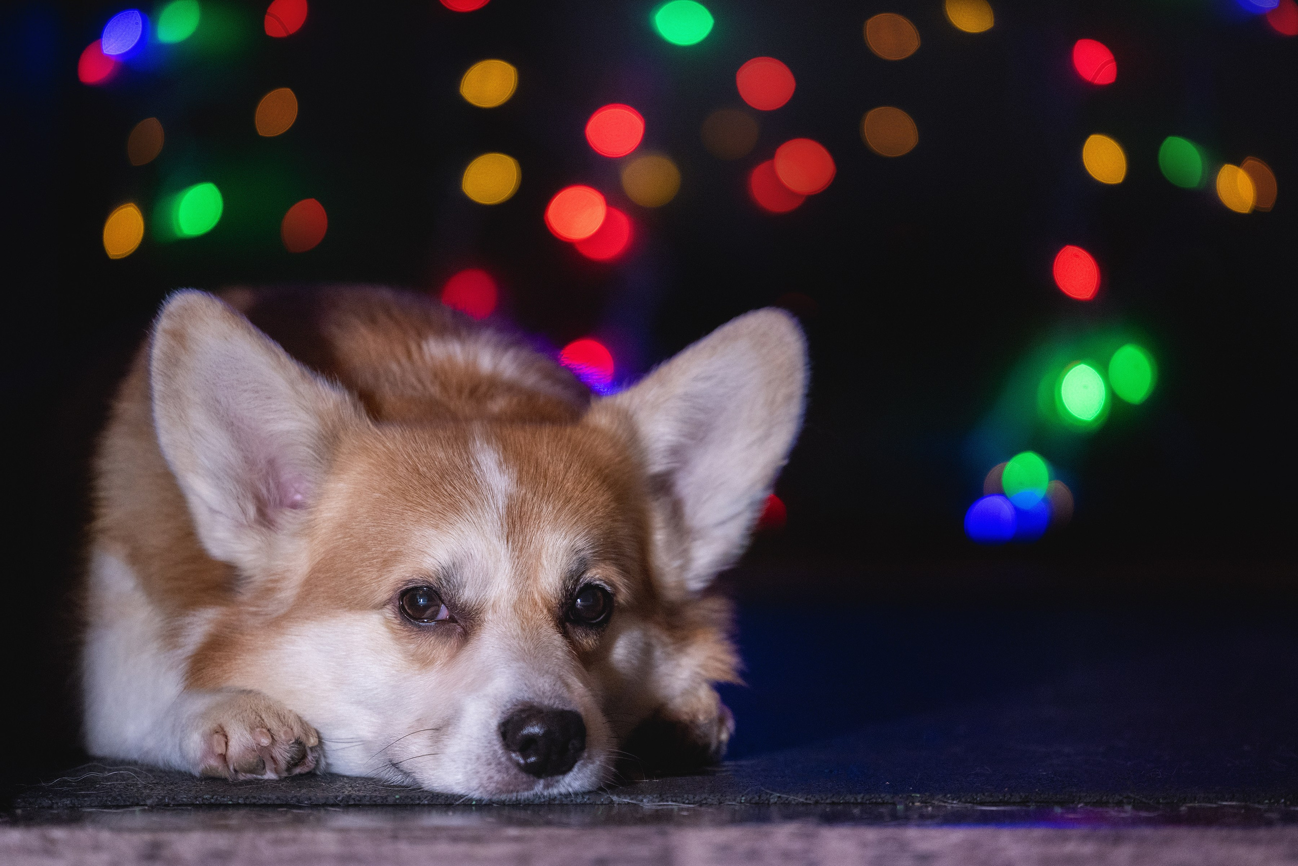 Фотограф Алена Звездина