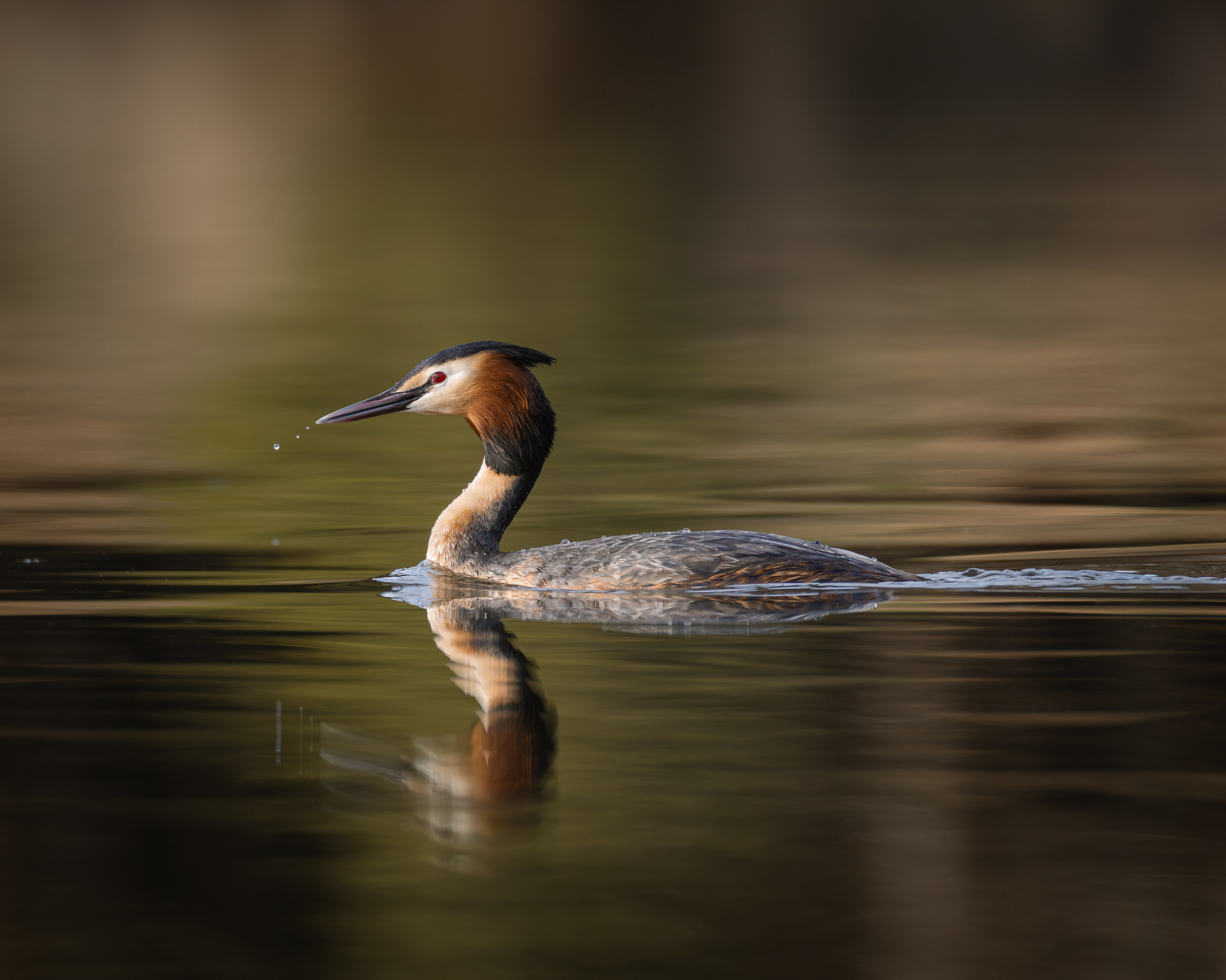 Voronezh 2026. Anton Chernov | Wildlife photographer