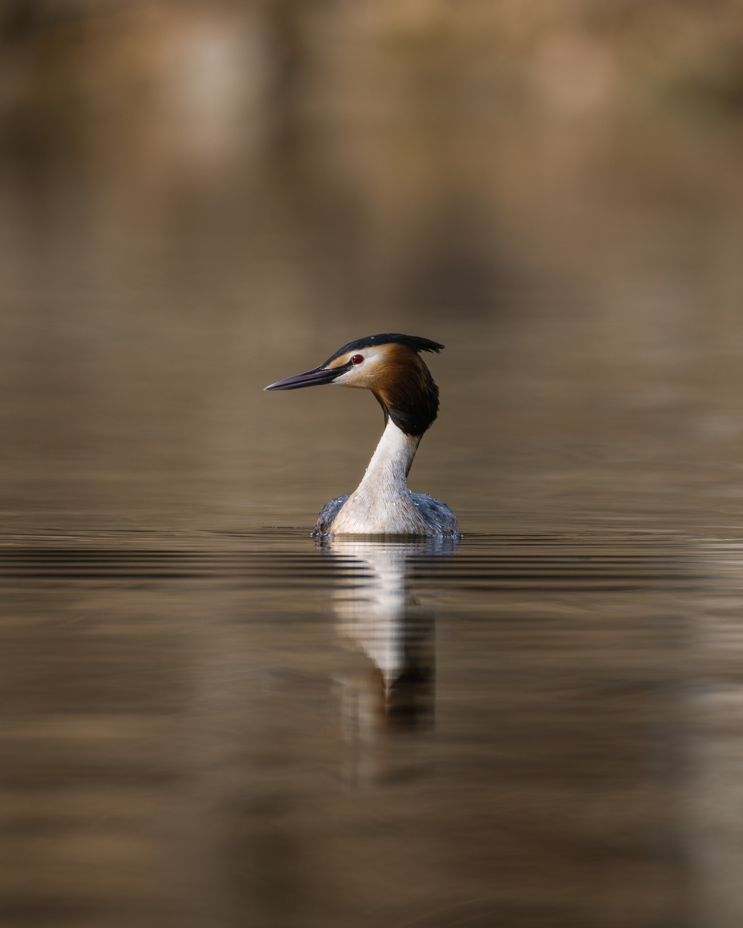 Voronezh 2026. Anton Chernov | Wildlife photographer
