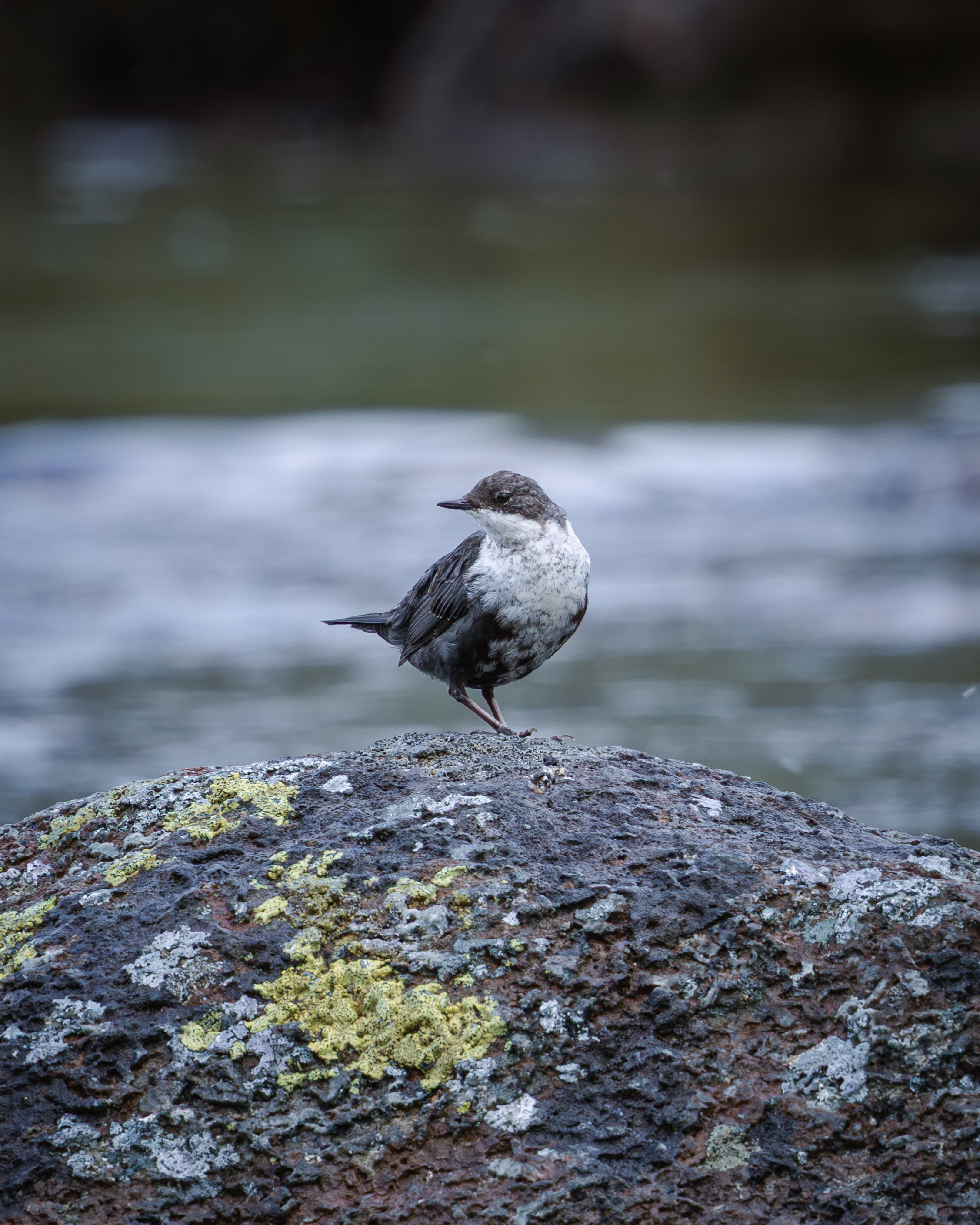 Khibinu 2025. Anton Chernov | Wildlife photographer