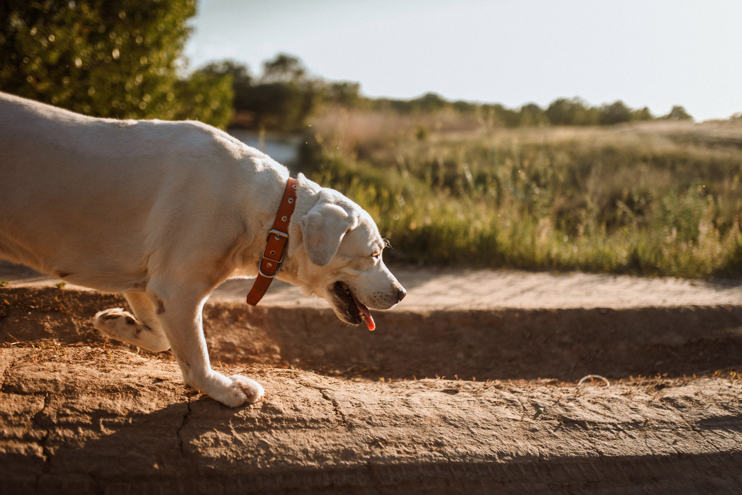 Трое в поле, не считая собаки. Семейный документальный фотограф в Волгограде Мариэта Додина