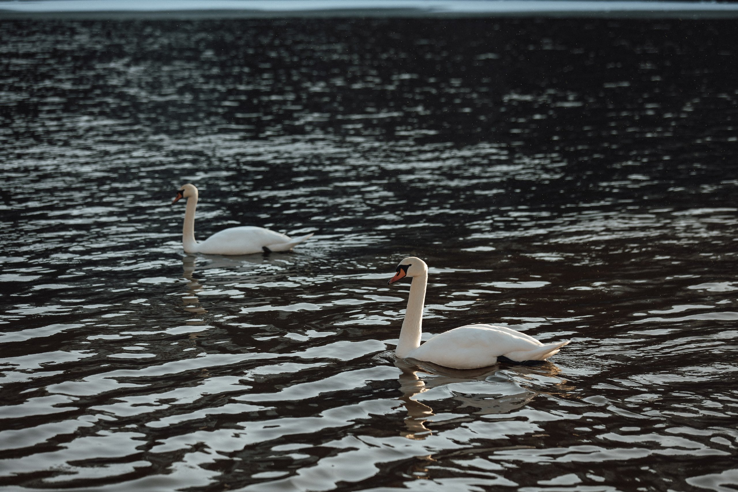 Katerina_Калининград. Андрей Миллер Фотограф из Калининграда