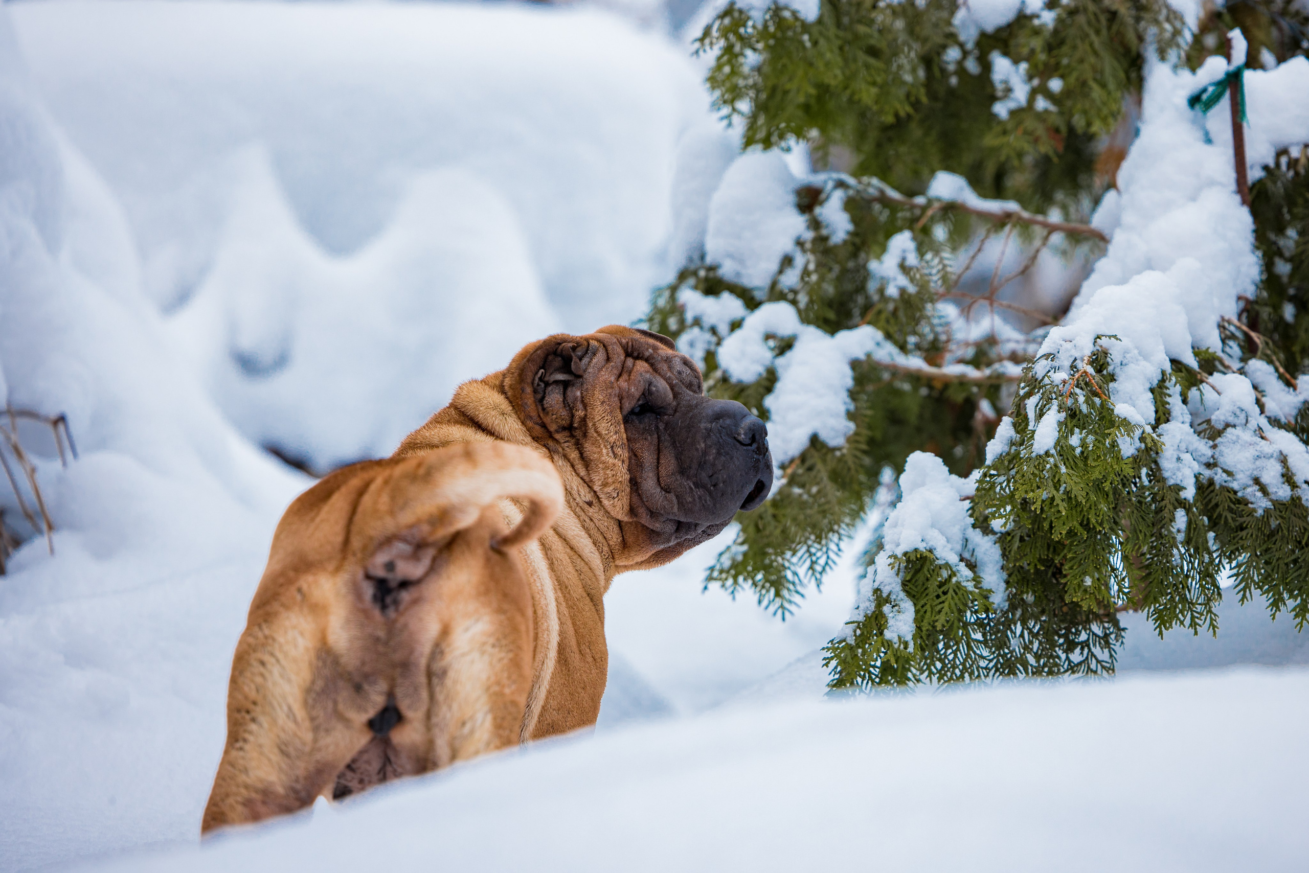 В гостях у шарпеев 16.01.2024. Фотограф-анималист Юлия Германика