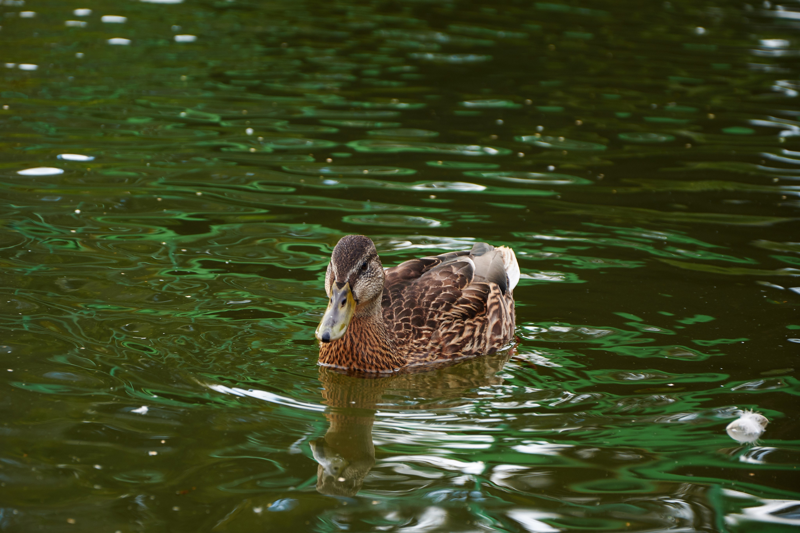 Нерехта — музей под открытым небом. Ольга Чёкотова (Фотограф Кострома)