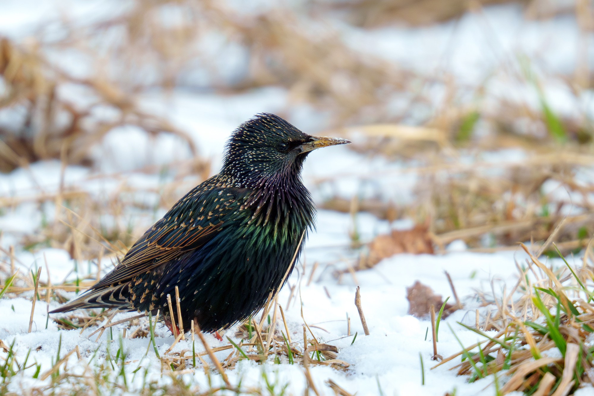 Удивительные мир птиц. Вокруг нас столько прекрасного — присмотритесь!. Ваш личный фотограф Марина Волкова