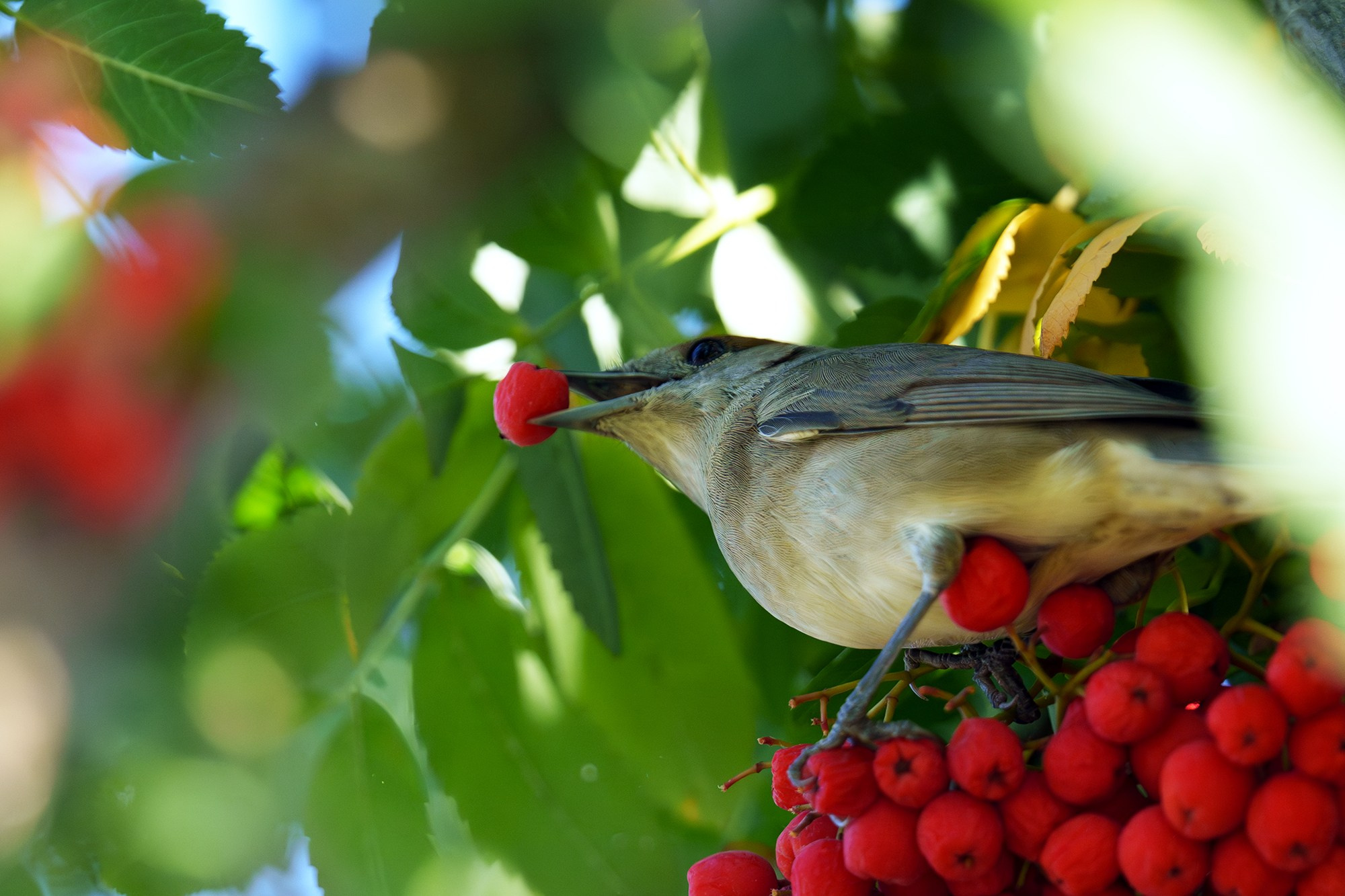 Удивительные мир птиц. Вокруг нас столько прекрасного — присмотритесь!. Ваш личный фотограф Марина Волкова
