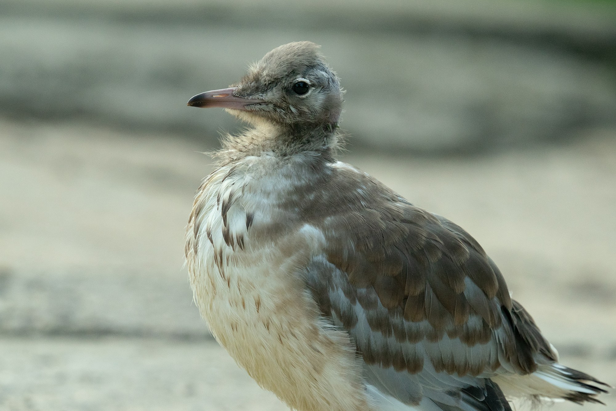 Удивительные мир птиц. Вокруг нас столько прекрасного — присмотритесь!. Ваш личный фотограф Марина Волкова