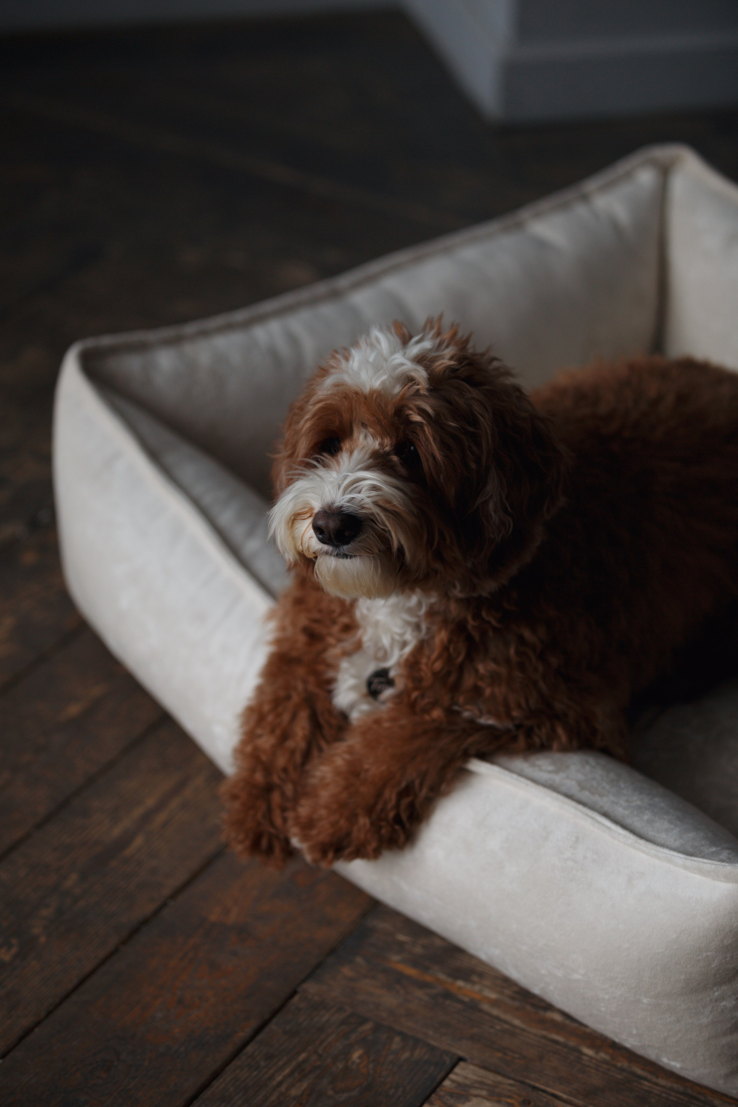 Bmbh лежанки и адресники. Фотограф анималист Кристина Карпова, Москва