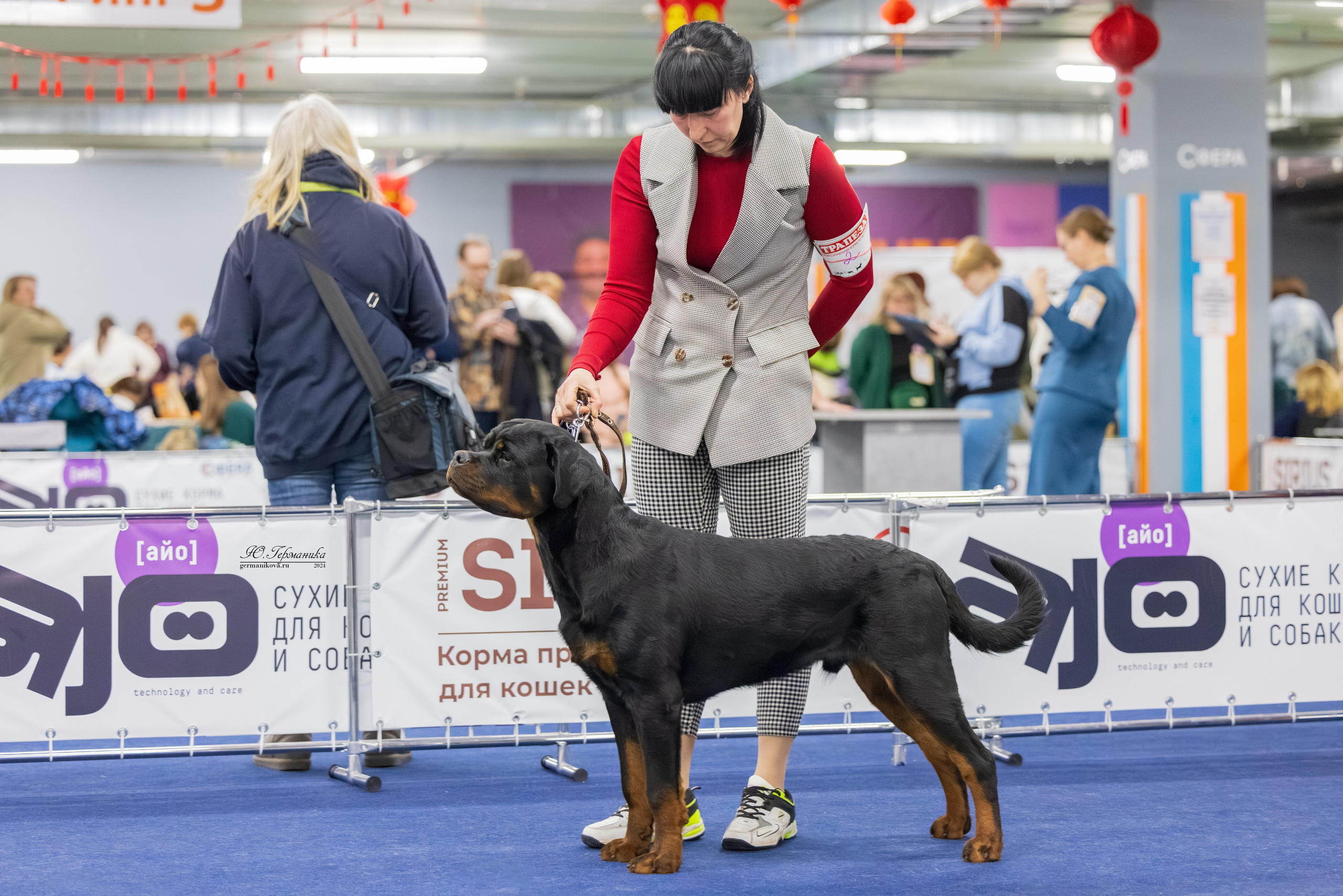 Сфера 08 и 10.03.2024 2хмоно ротвейлеров+2хмоно сао. Фотограф-анималист Юлия Германика