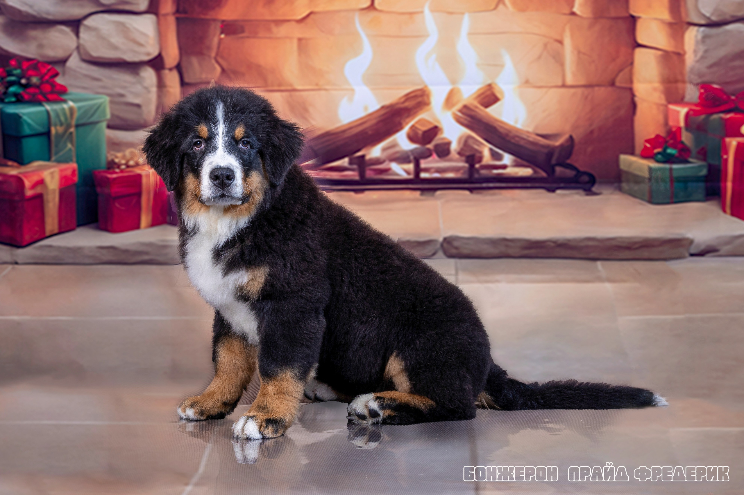 Бонжерон прайд. Фотограф 📸 семейный, предметный, репортажный