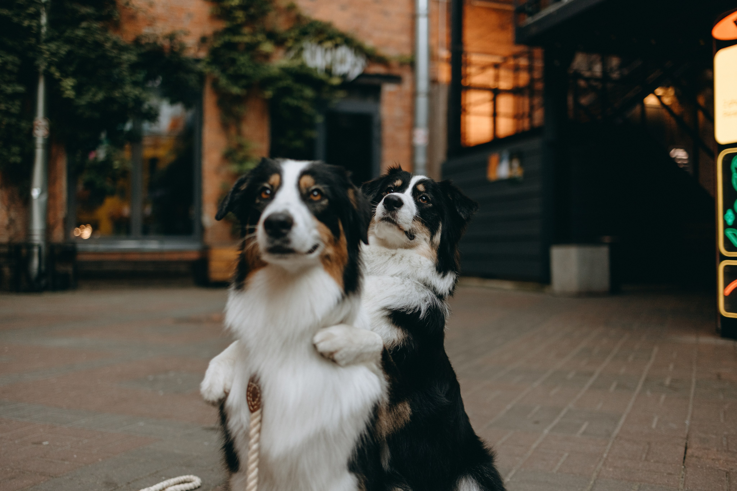 Катя и ее девочки. Фотограф — Анималист | Санкт-Петербург