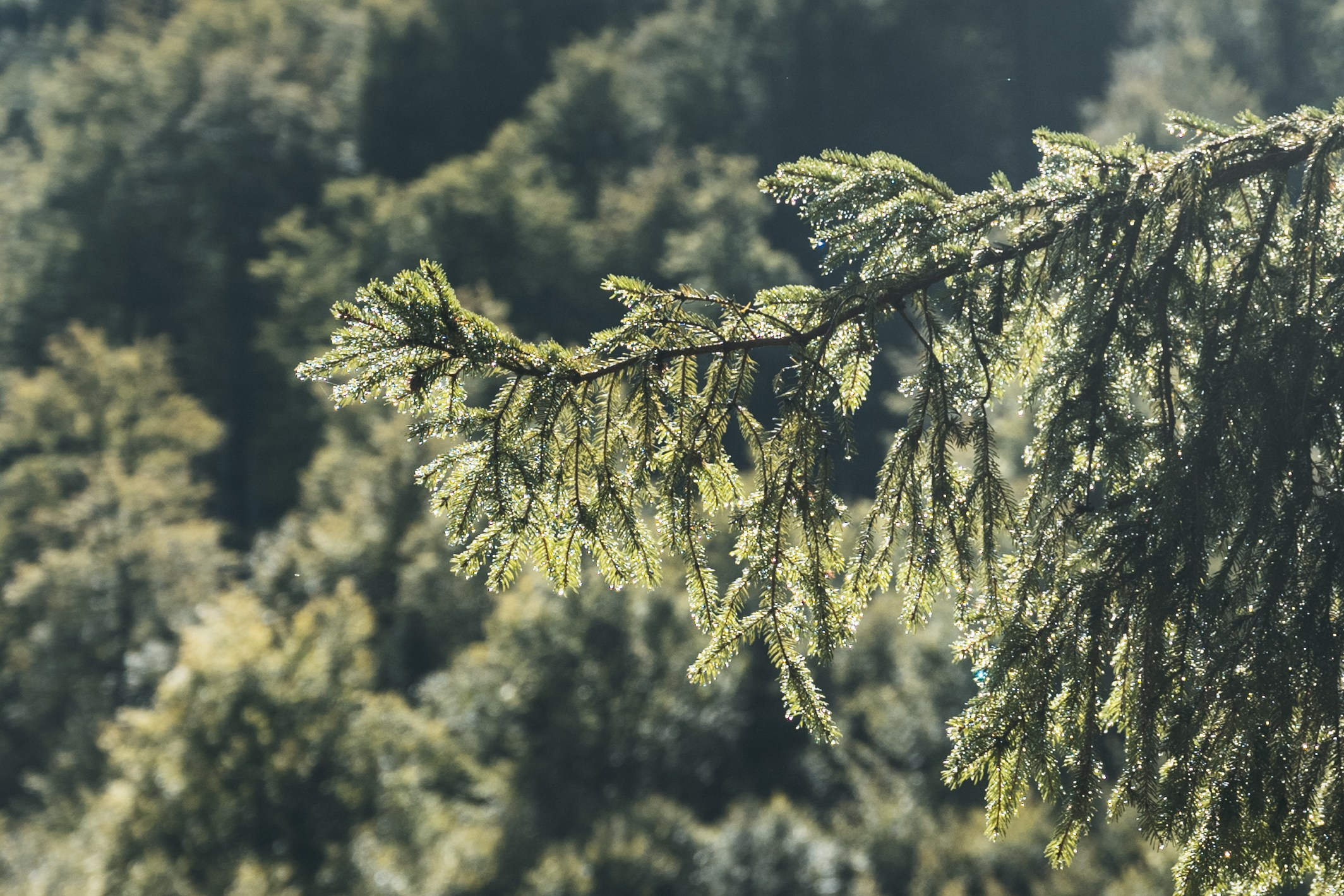 ДОЛИНА РАПОЯНА. ЧЕРНОГОРИЯ. Фотограф в Белграде Чугреева Елена