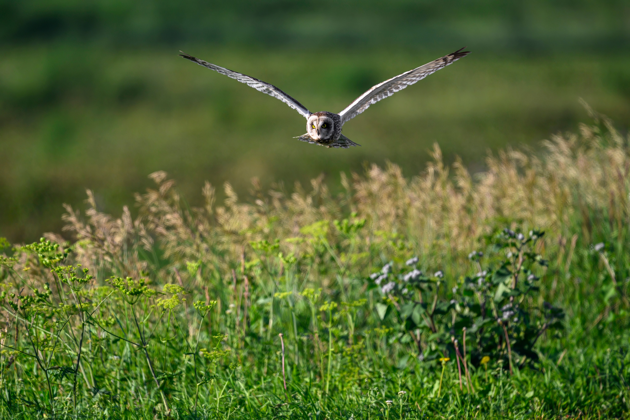 Охота совы. Фотограф Сергей Пупонин