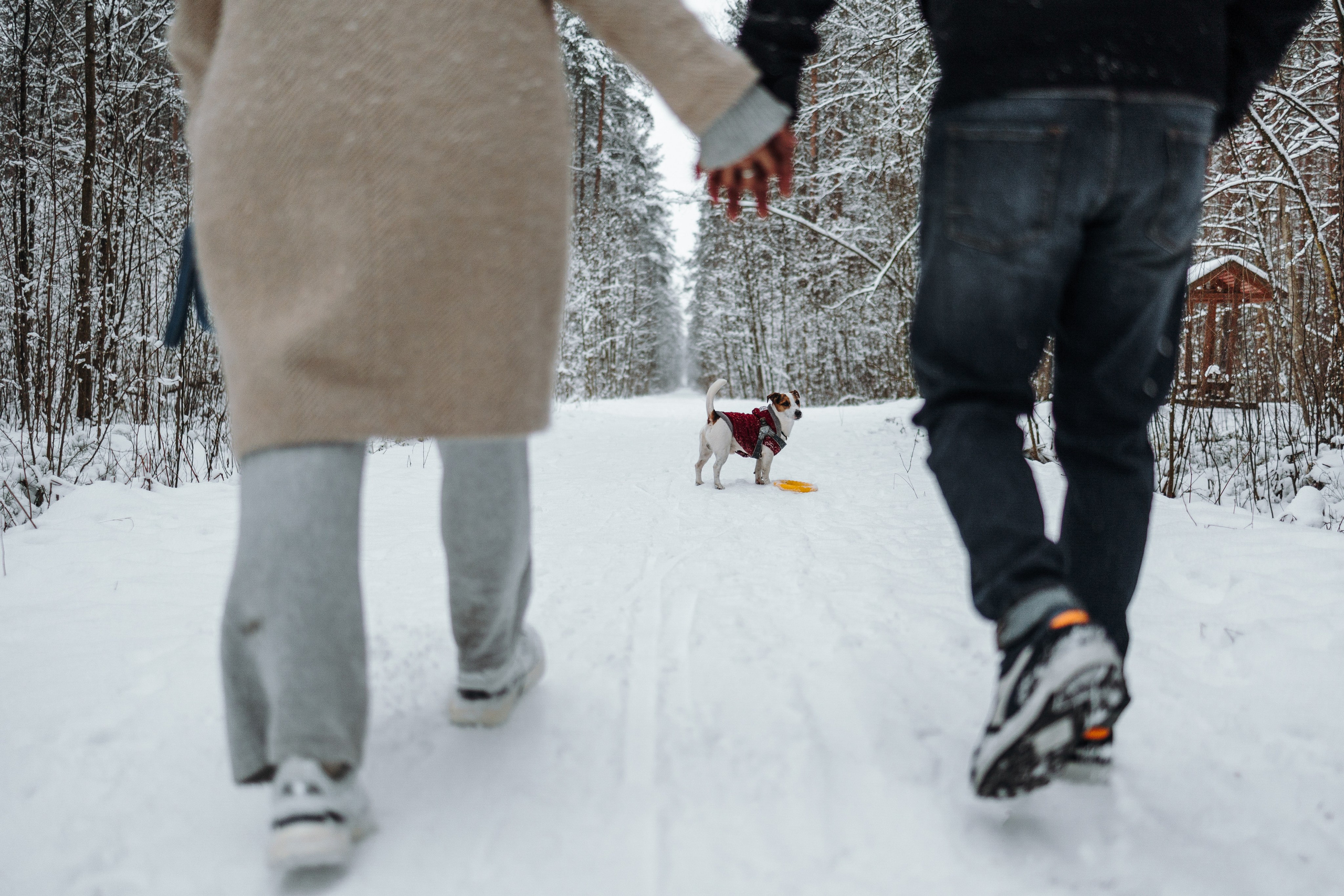 Мики и его семья. Фотограф — Анималист | Санкт-Петербург