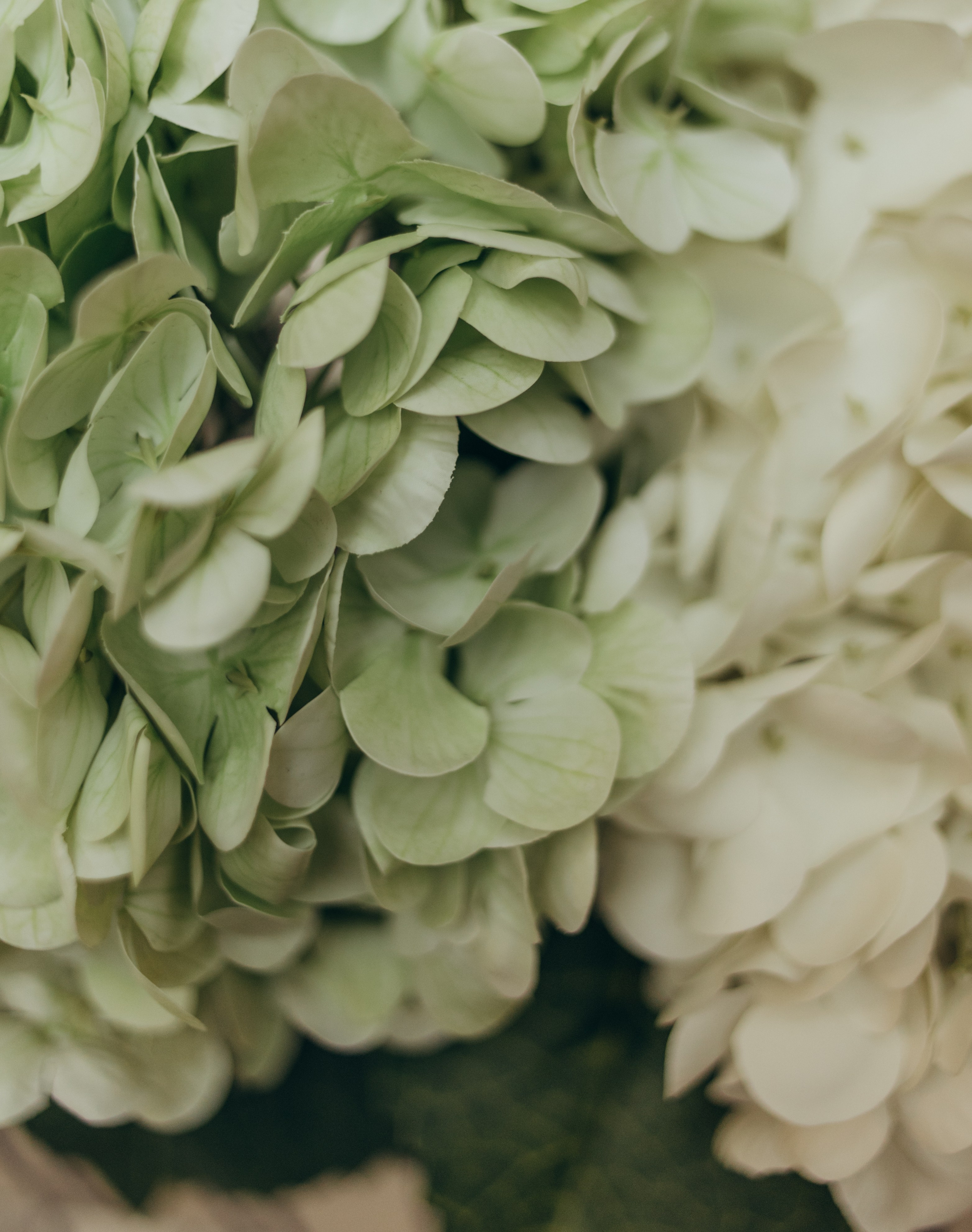 Мама и дочка. Фотограф в Краснодаре Евгения Михаевич