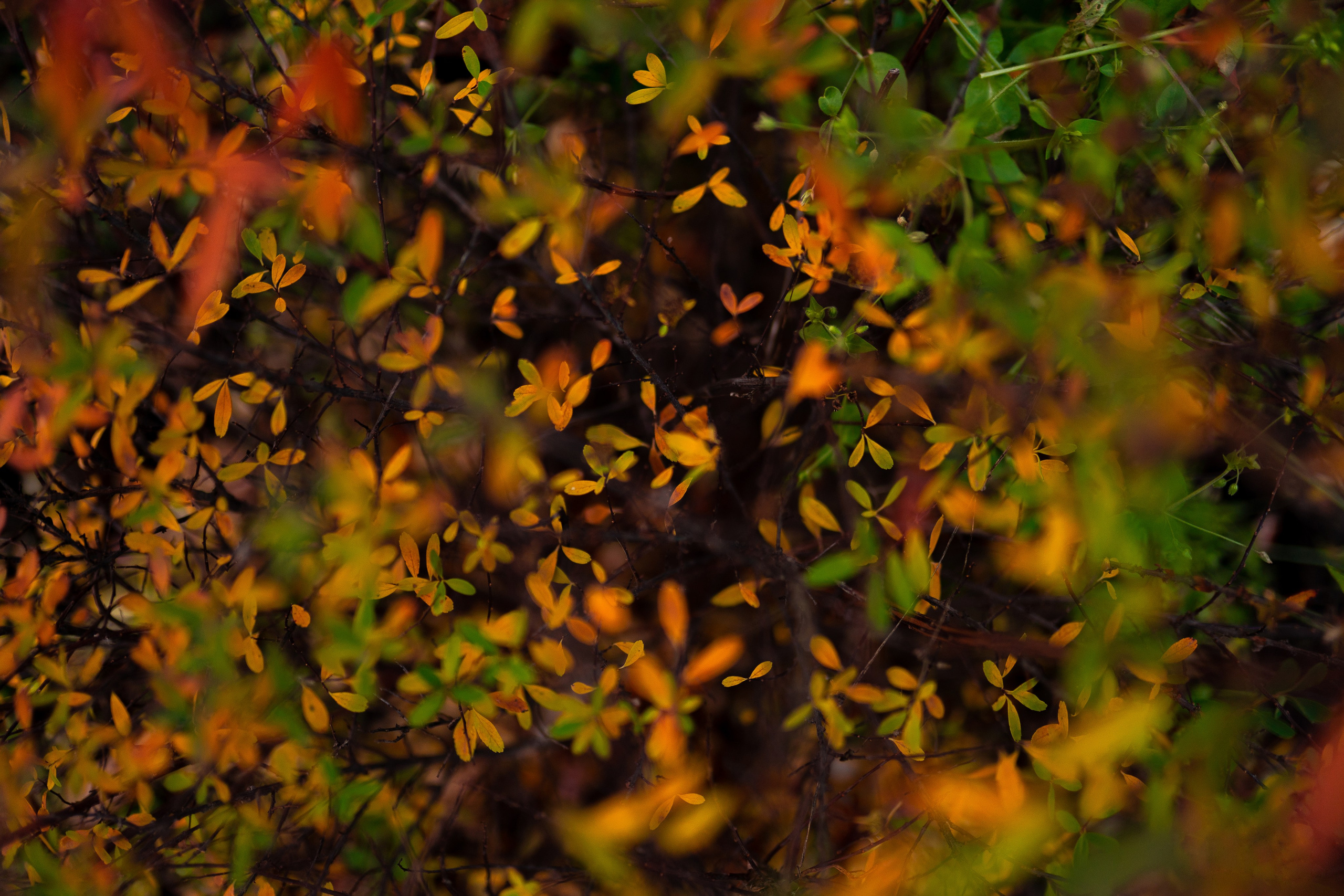 ЦВЕТНЫЕ ФОТОГРАФИИ. Никита Аничкин фото и видео оператор из России