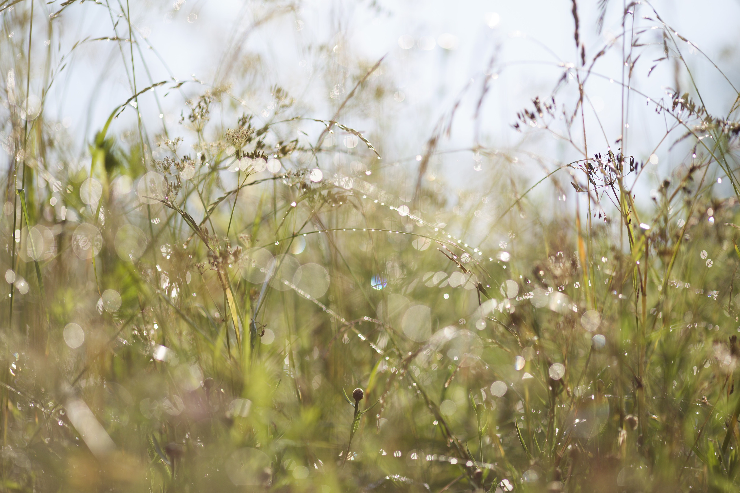 Чудесная природа. Школьные выпускные альбомы в Москве Марина Николаева