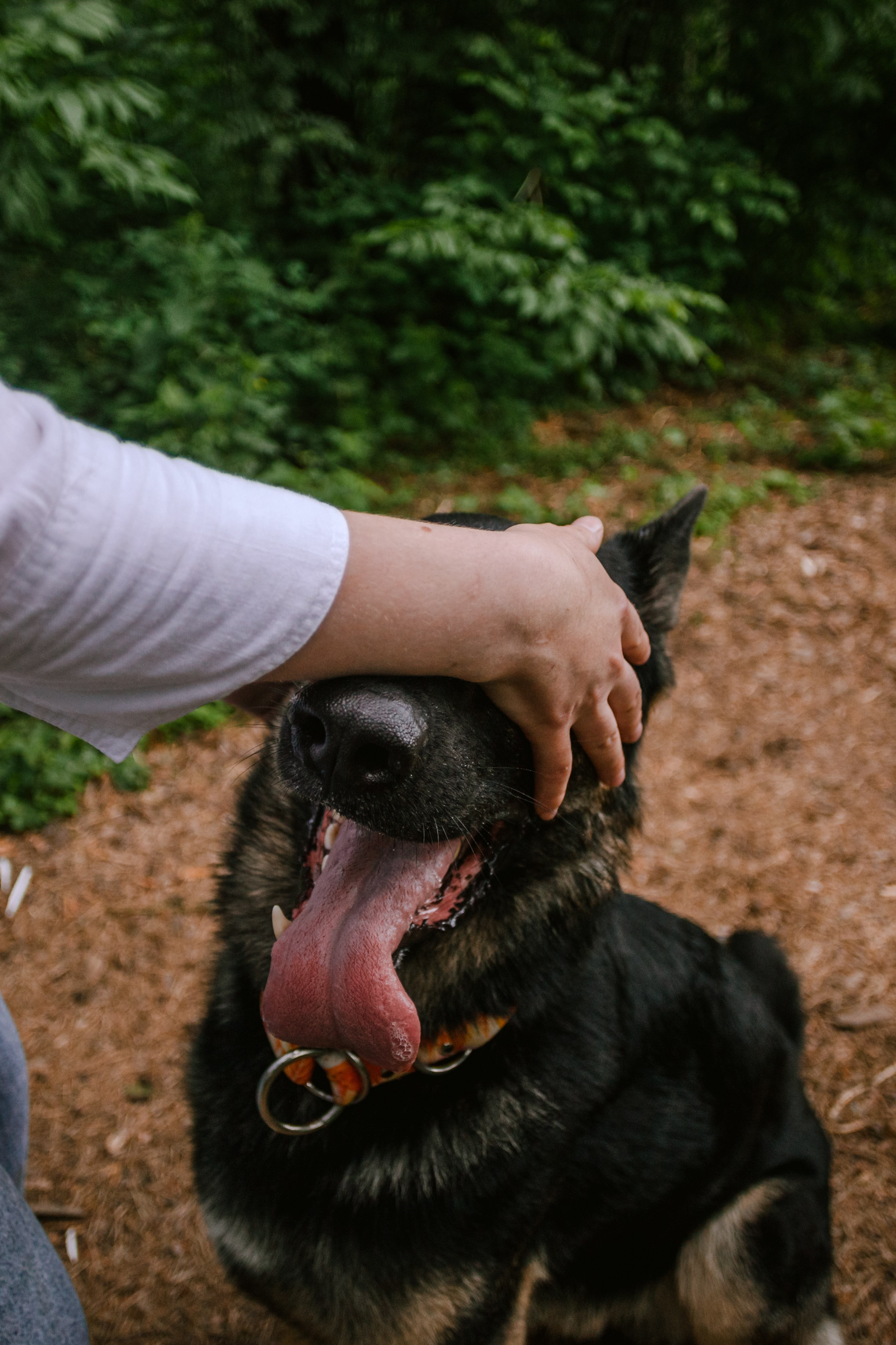 Лесная летняя фотопрогулка. Фотограф-анималист Татьяна Степанова